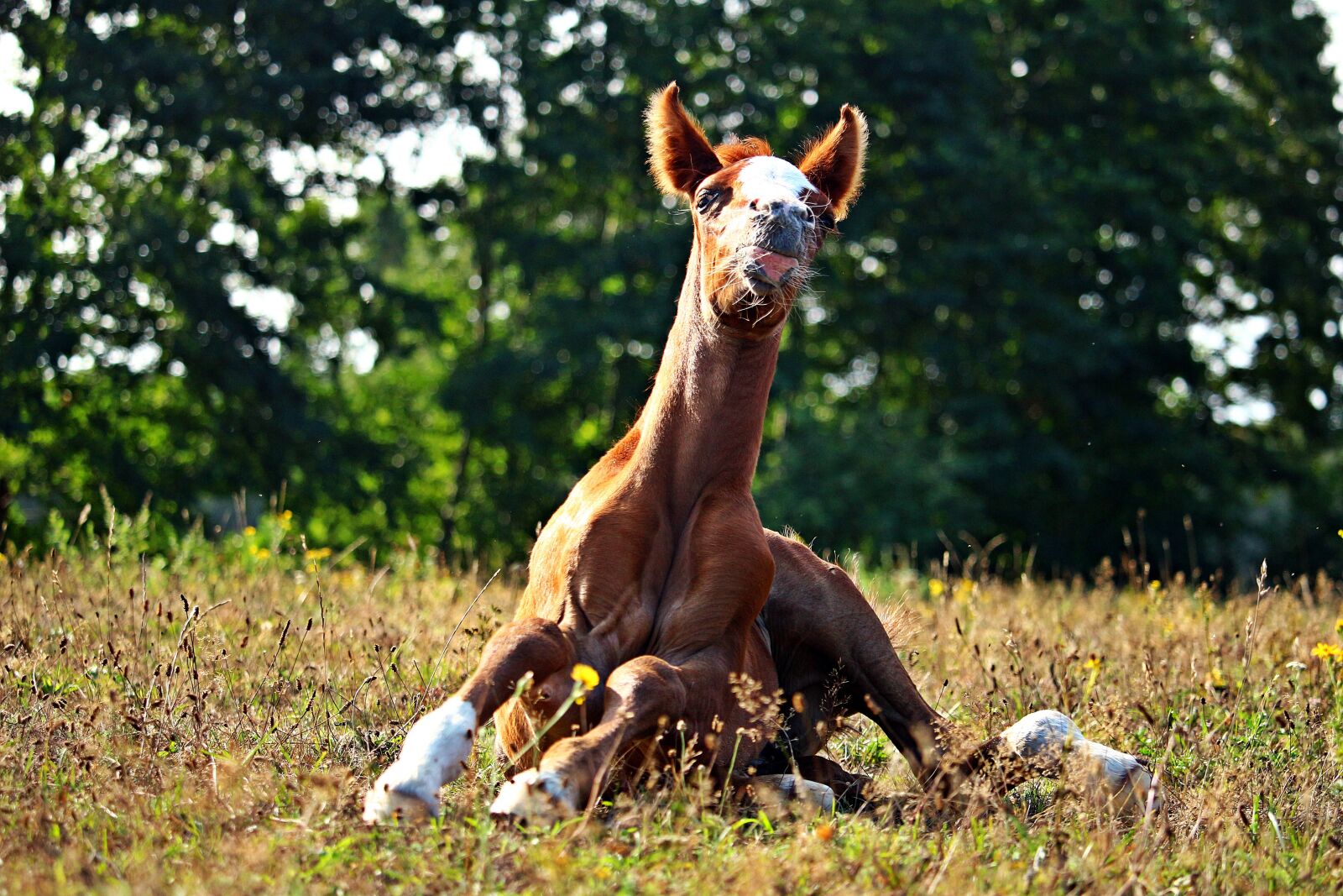Canon EOS 100D (EOS Rebel SL1 / EOS Kiss X7) sample photo. Horse, foal, thoroughbred arabian photography