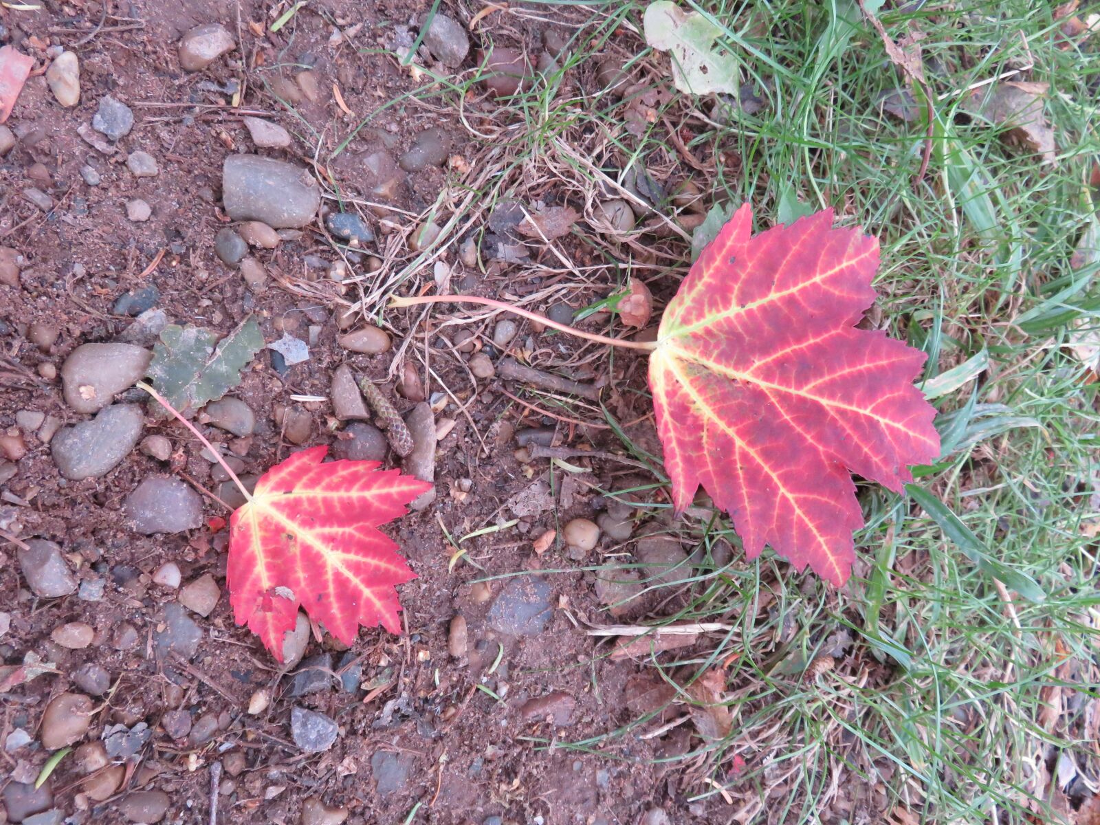Canon PowerShot SX700 HS sample photo. Canadian, maple leaves, autumn photography