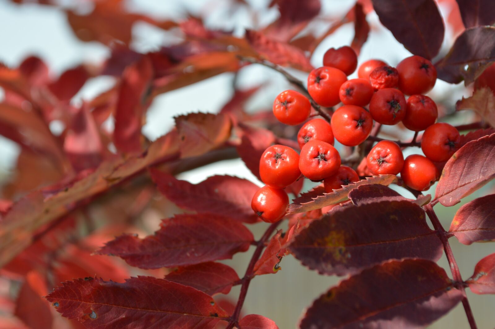 Nikon D3200 sample photo. Berries, leaves, red photography