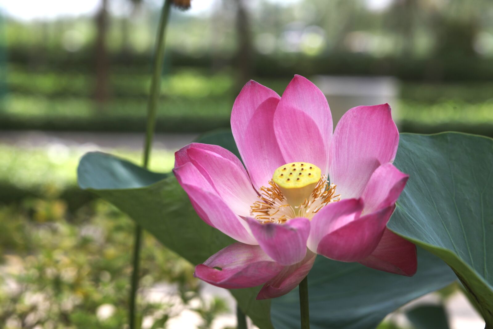 Canon EOS 5D Mark II sample photo. Lotus, flower, nature photography