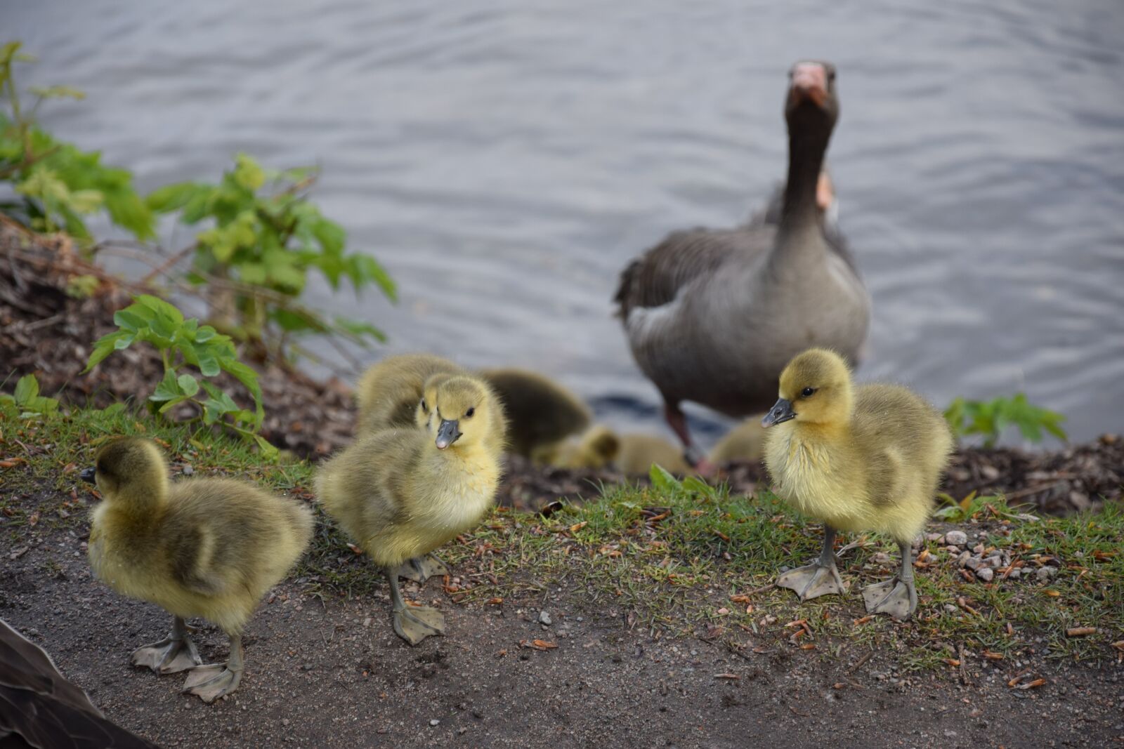 Nikon D3300 sample photo. Chicks, geese, bird photography