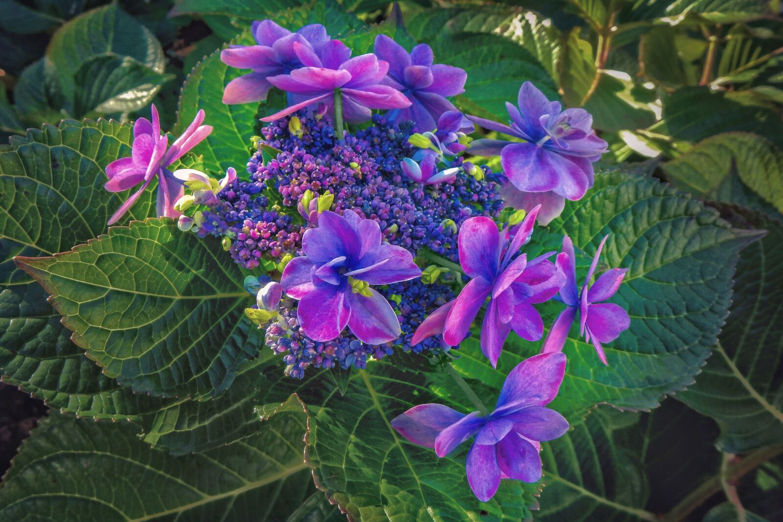 Nikon Coolpix S9900 sample photo. Flowers, purple, blossoms photography