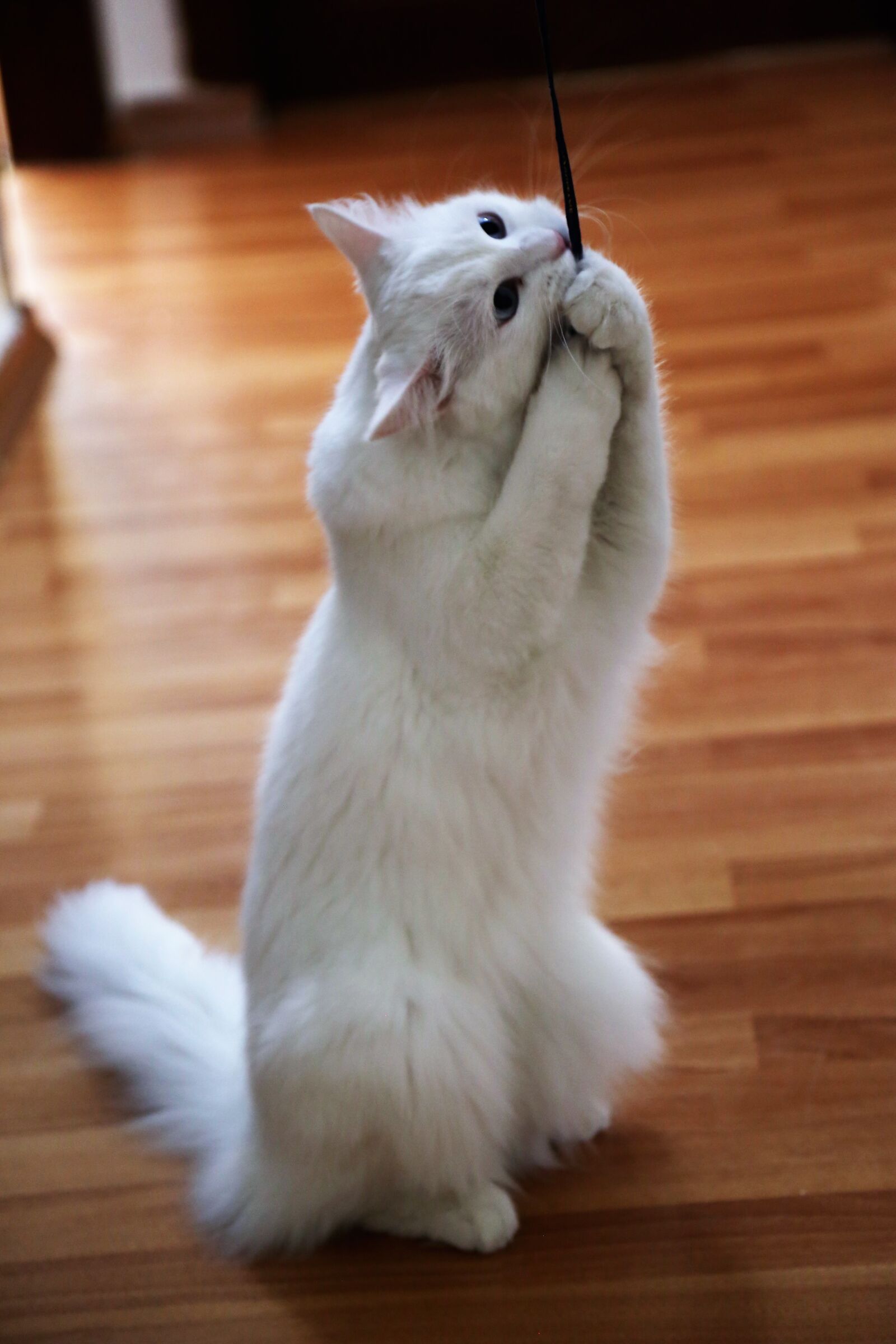 Canon EOS 5D Mark III sample photo. Cat, animal, pets photography