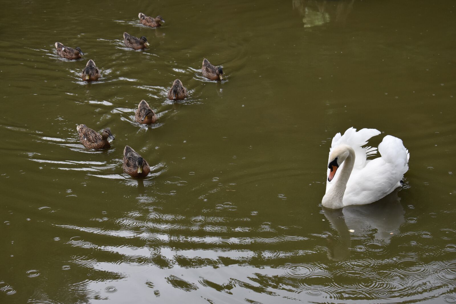 Nikon D3400 sample photo. Swan, white, duck photography