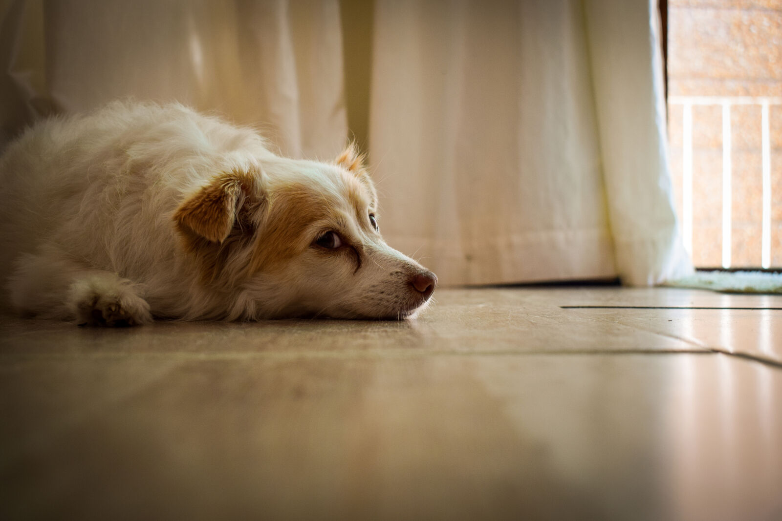 Nikon D3300 sample photo. Dog, head photography