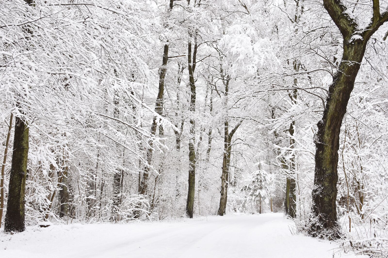 Nikon D7200 sample photo. Winter, wintry forest, snowy photography