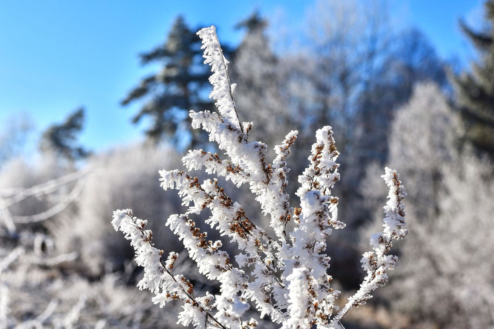 Nikon D7200 sample photo. Frost, winter, snow, tree photography