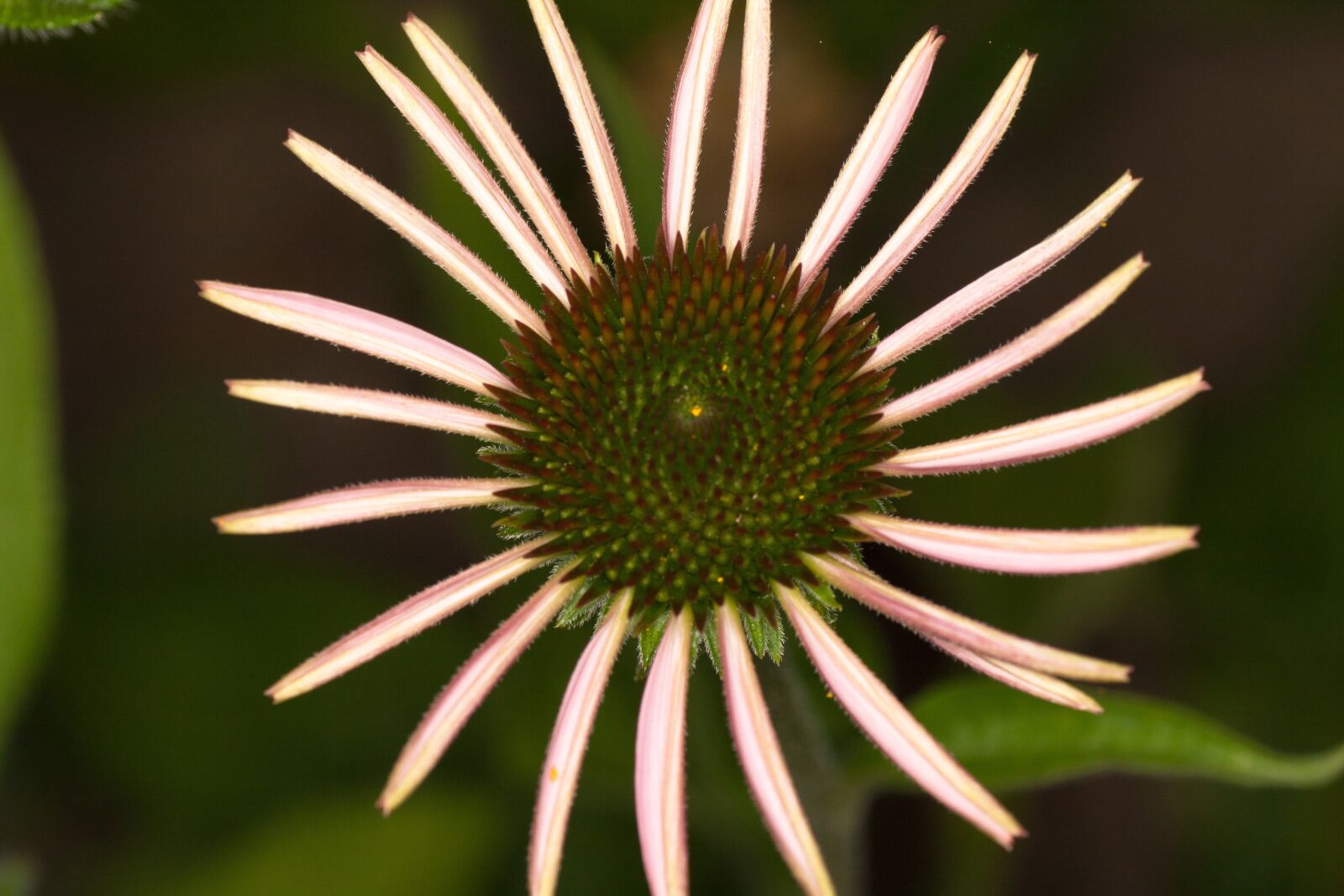Canon EOS 400D (EOS Digital Rebel XTi / EOS Kiss Digital X) sample photo. Flower, macro, echinacea photography
