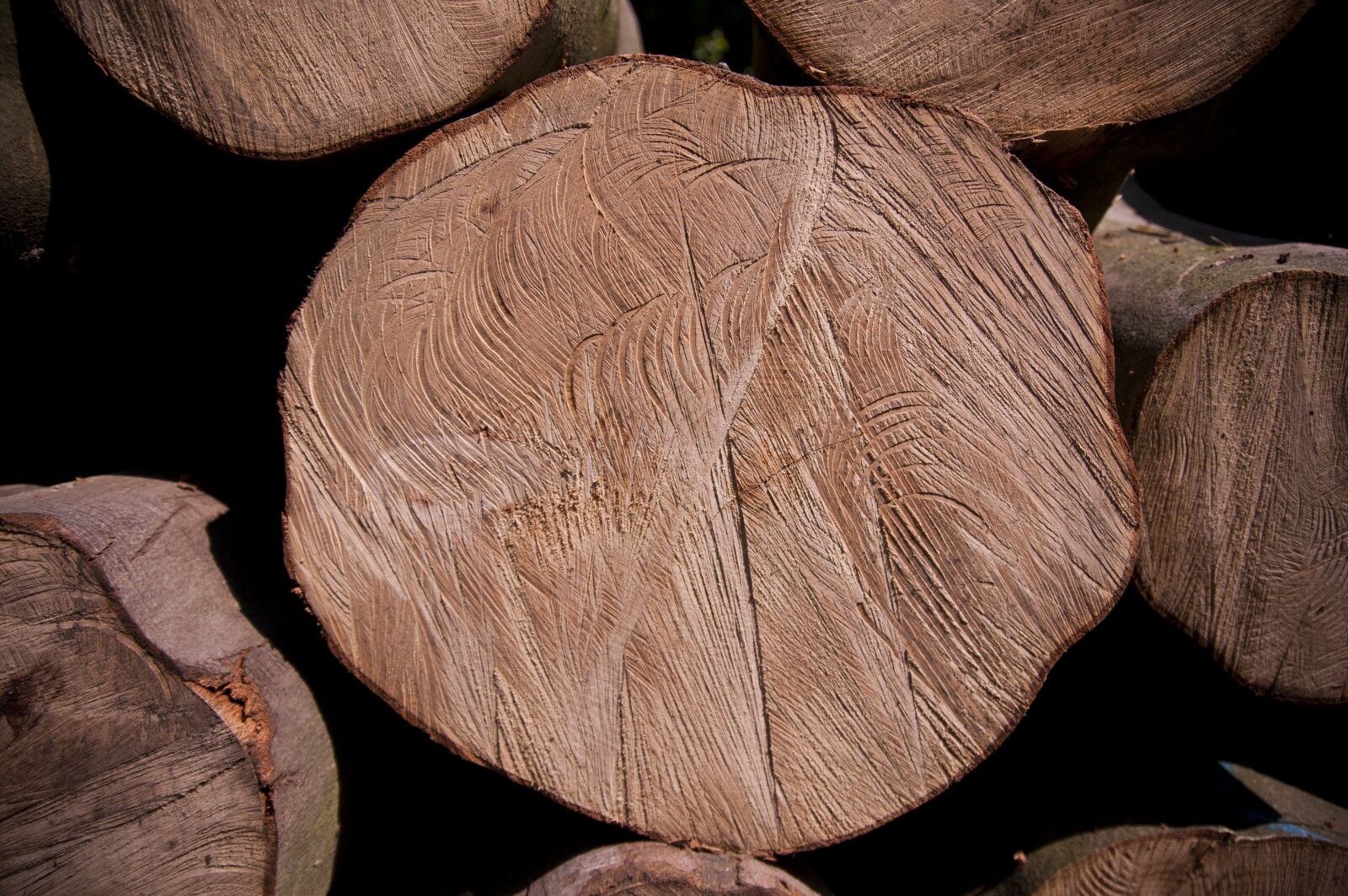 Nikon D90 sample photo. Tree, texture, forest photography