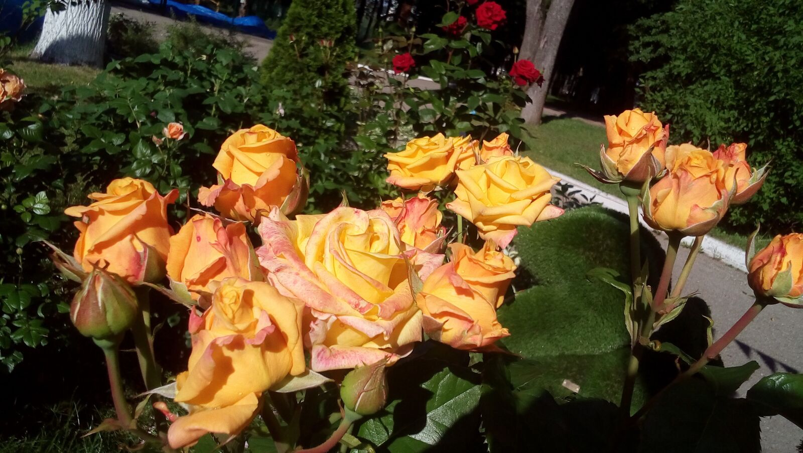 LG H502F sample photo. Roses, flowers, bouquet photography