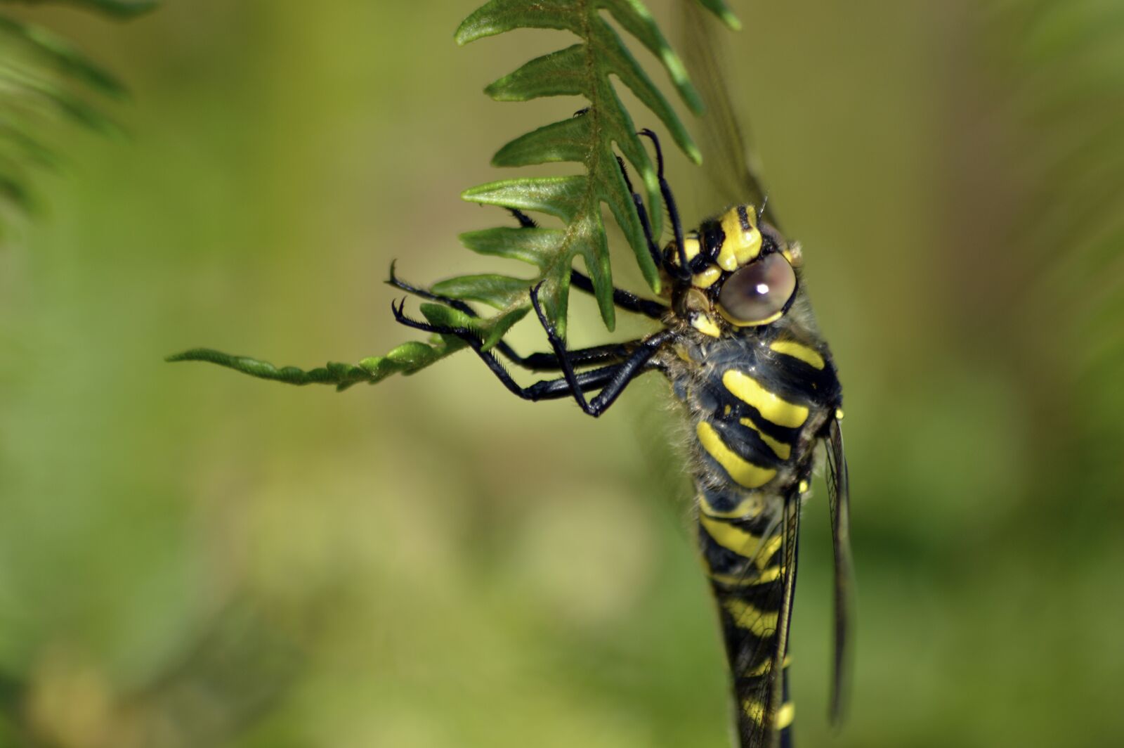 Nikon D3200 sample photo. Golden-ringed dragonfly, nature, wildlife photography