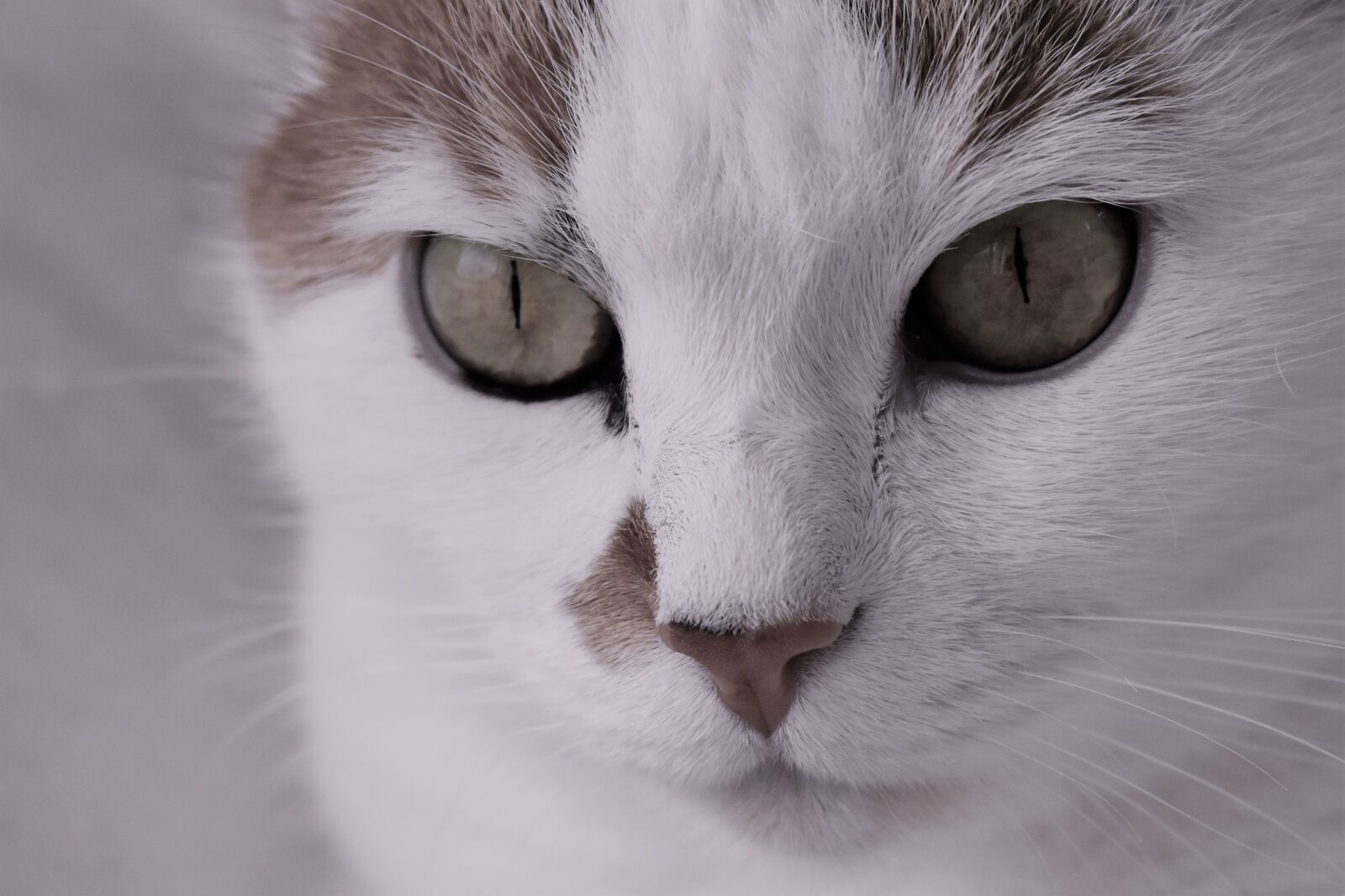 Nikon D5500 sample photo. Cat, pet, animal photography
