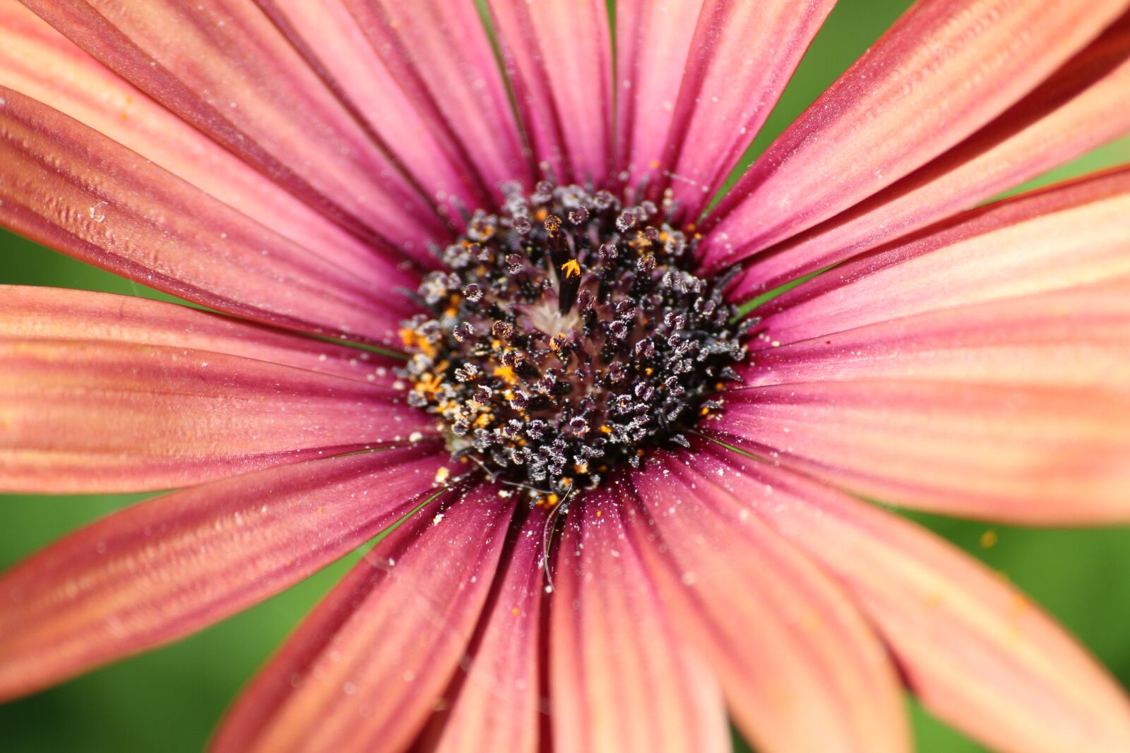 Canon EOS 7D sample photo. Flower, nature, plant photography