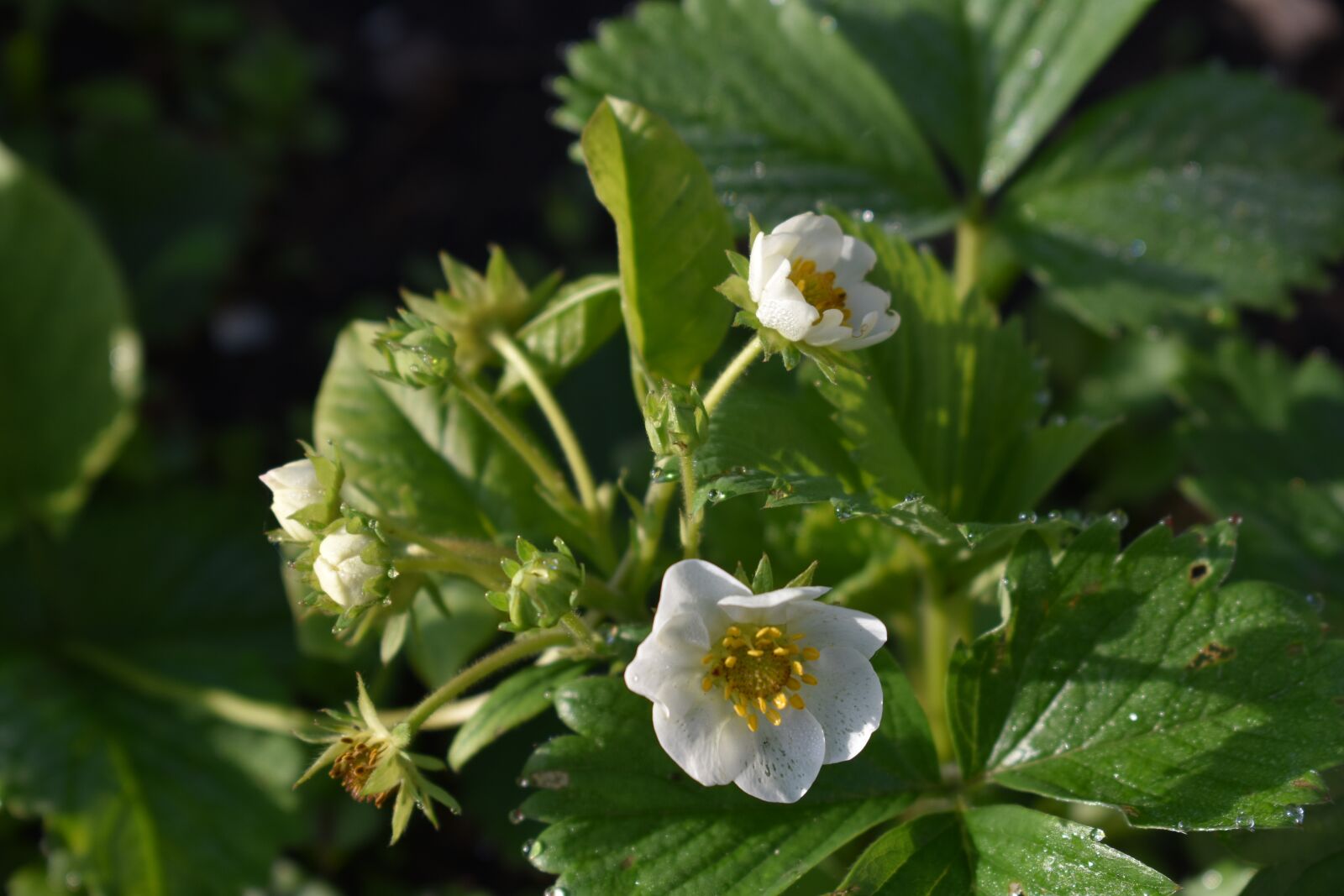 Nikon D3400 sample photo. Wild strawberry, garden, bloom photography
