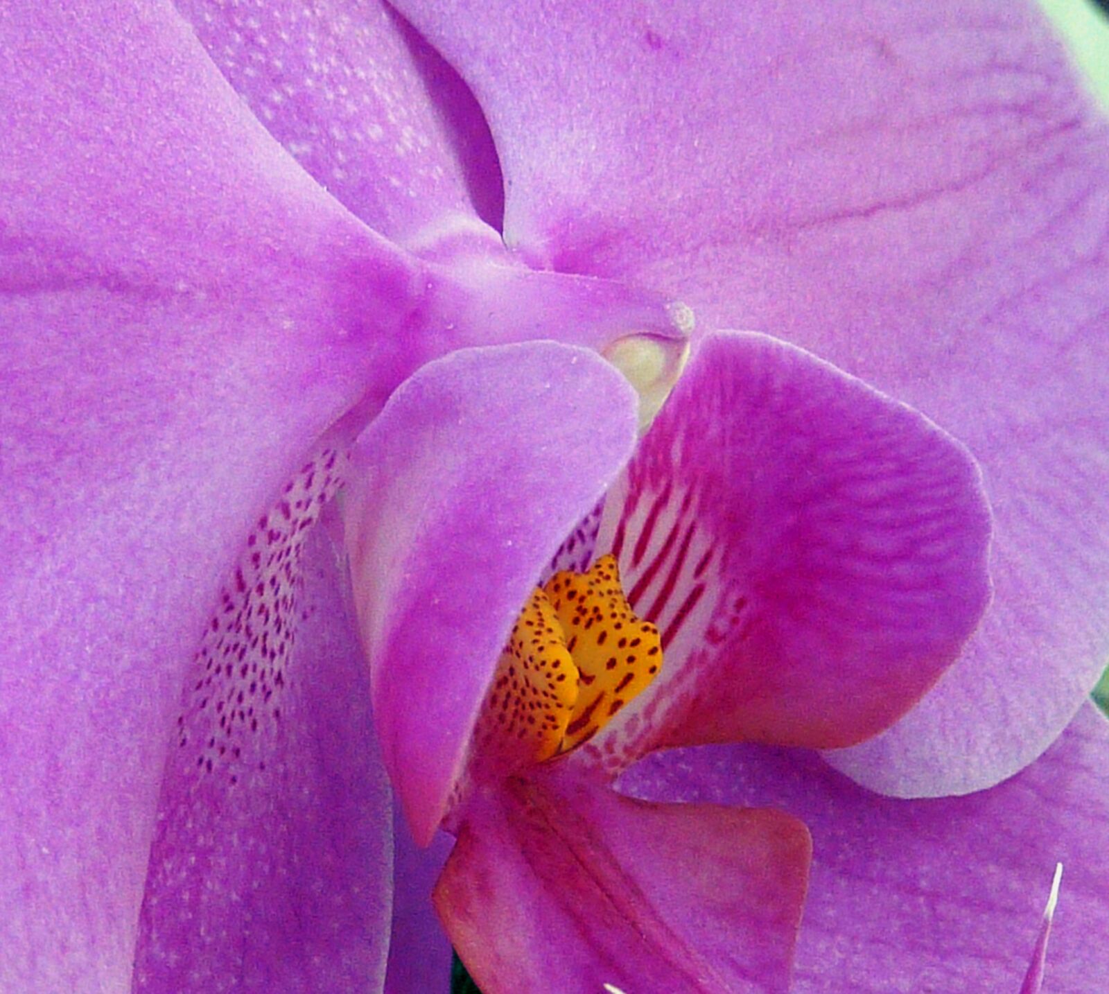 Panasonic DMC-TZ7 sample photo. Orchid, blossom, bloom photography