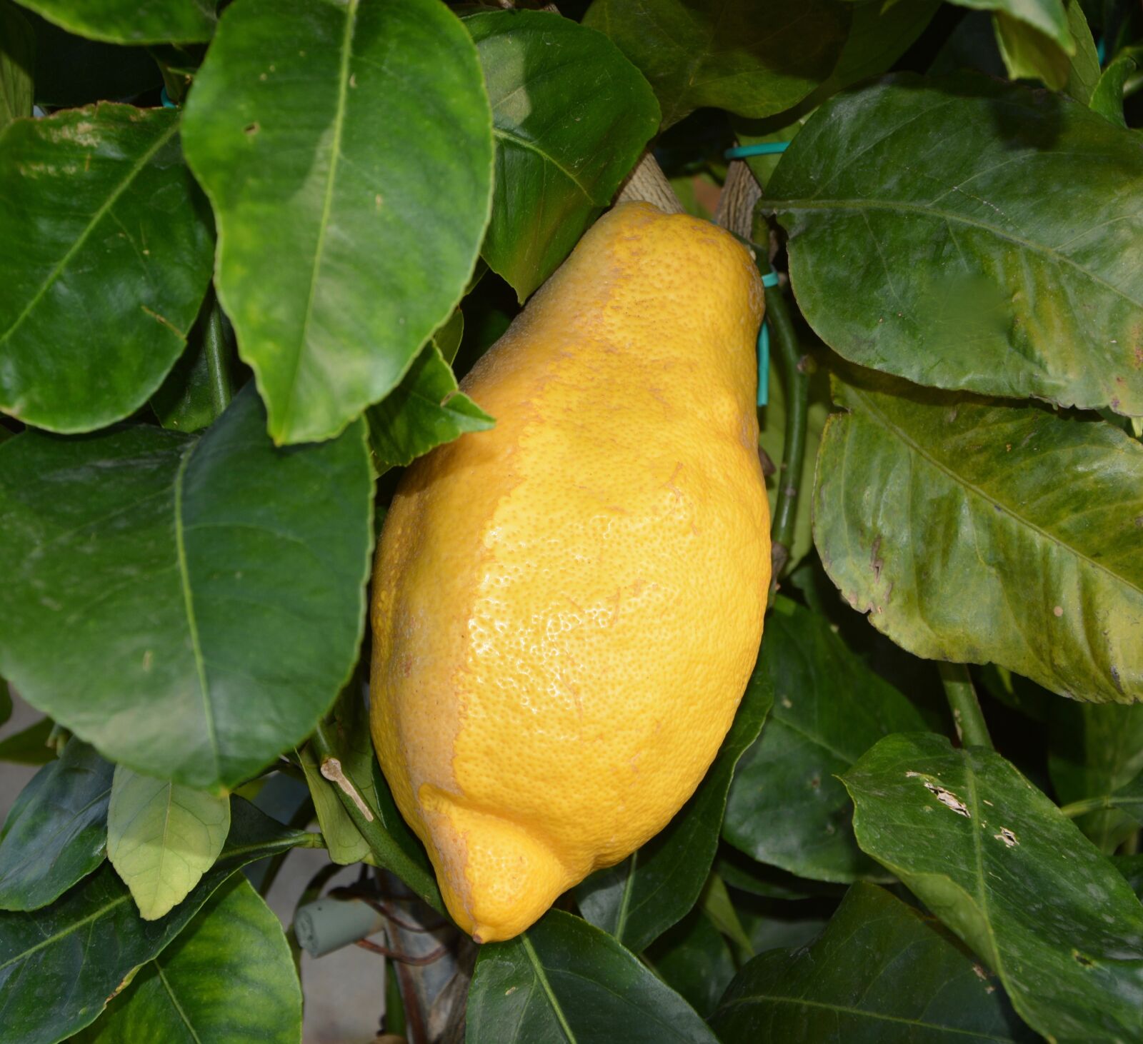 Nikon D5200 sample photo. Lemon, citrus, lemon tree photography