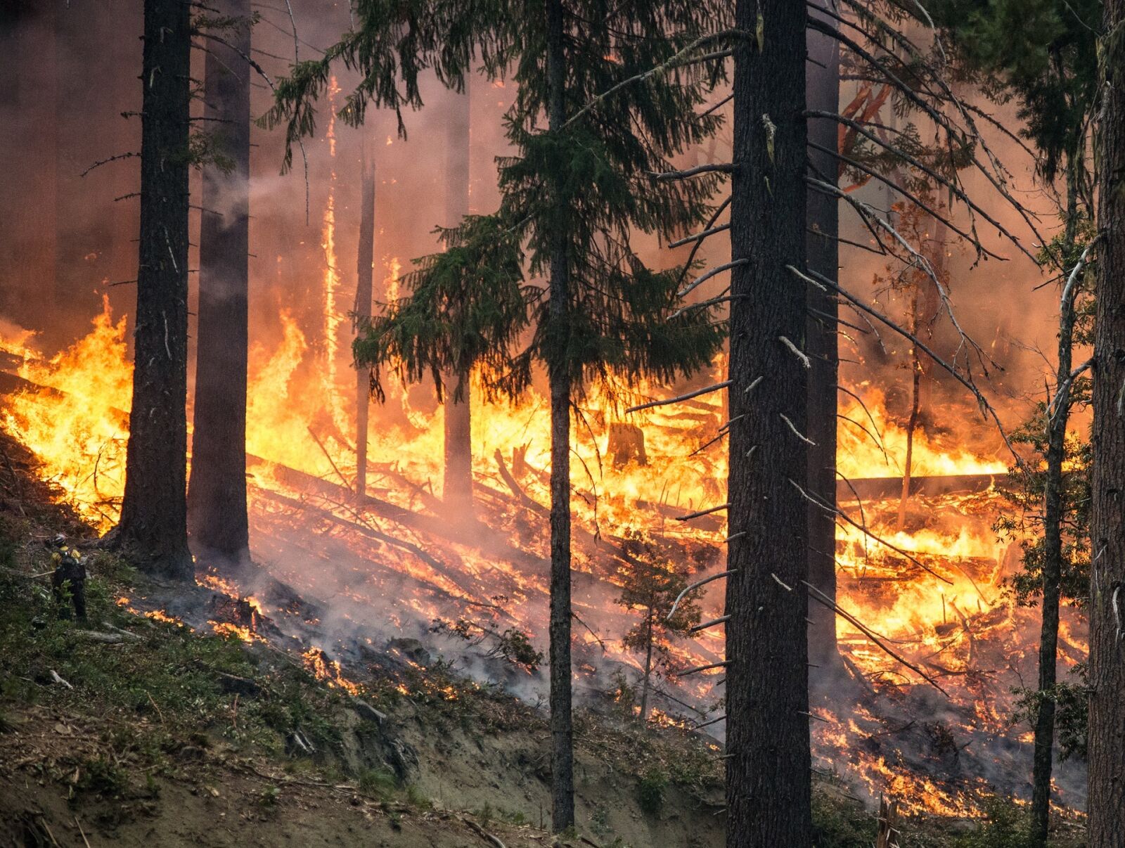 Nikon D800 sample photo. Forest fire, wildfire, blaze photography