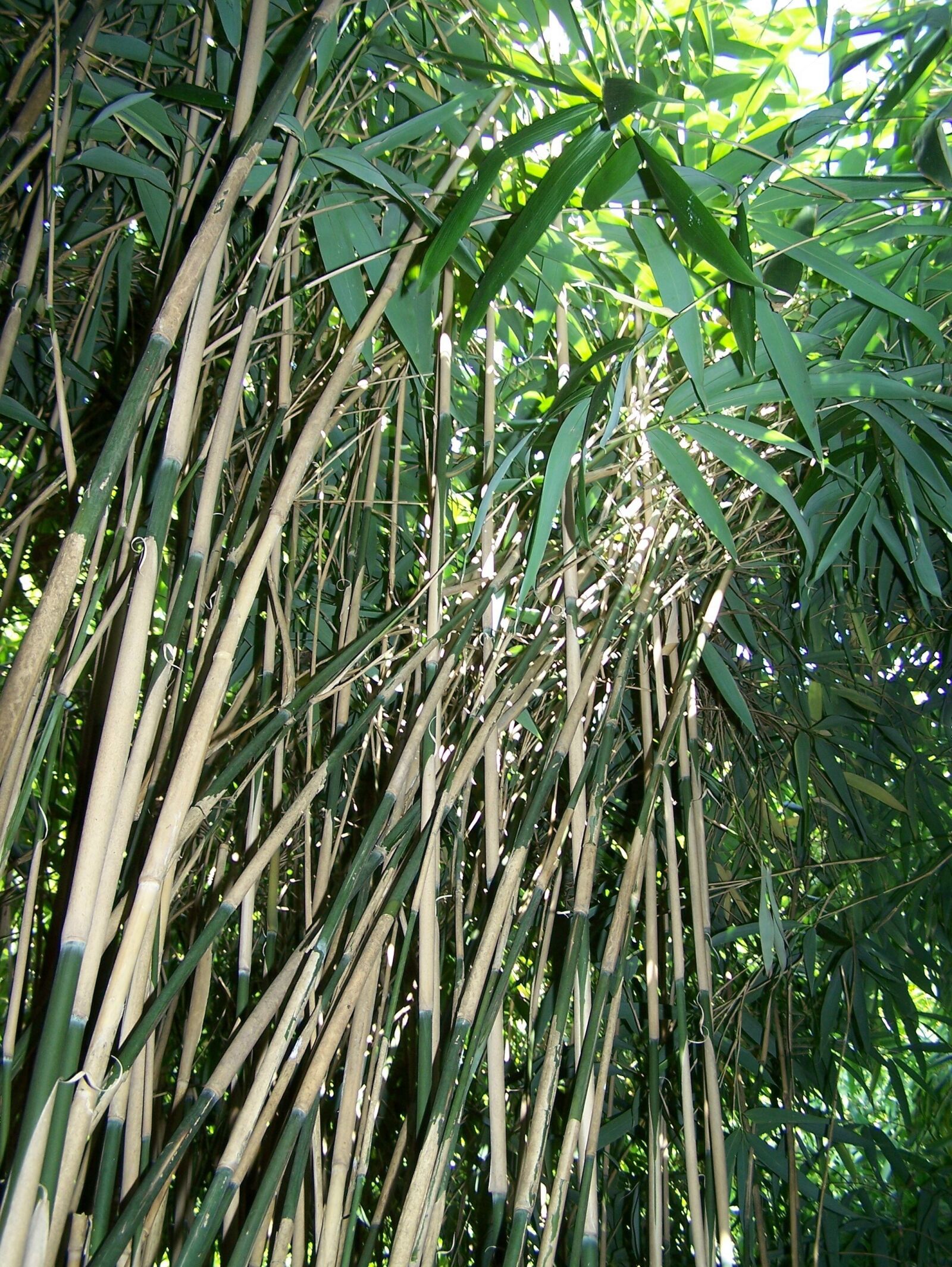 Kodak Z650 ZOOM DIGITAL CAMERA sample photo. Bamboo, forest, nature photography