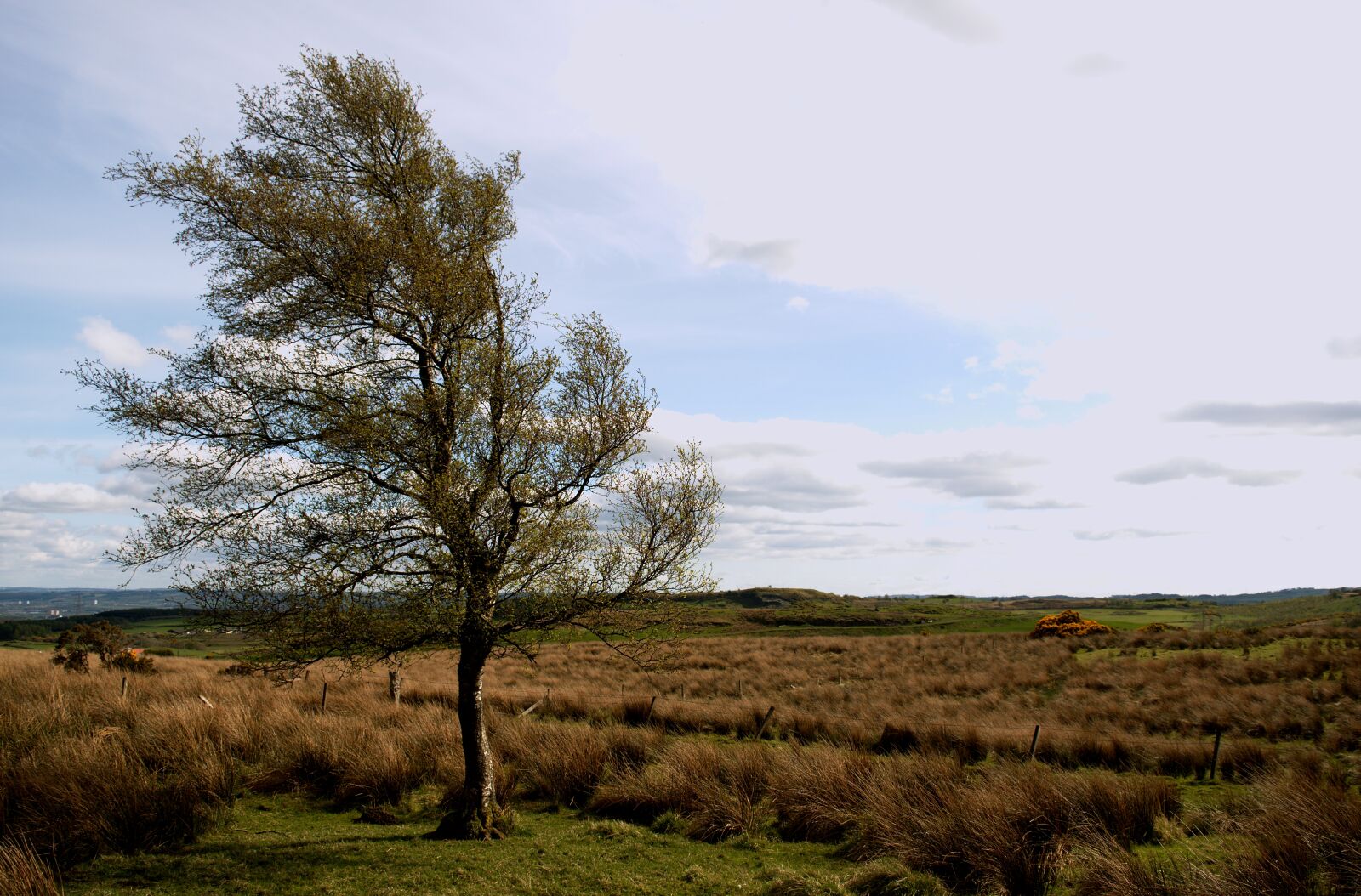 Nikon D5500 sample photo. Tree, landscape, countryside photography