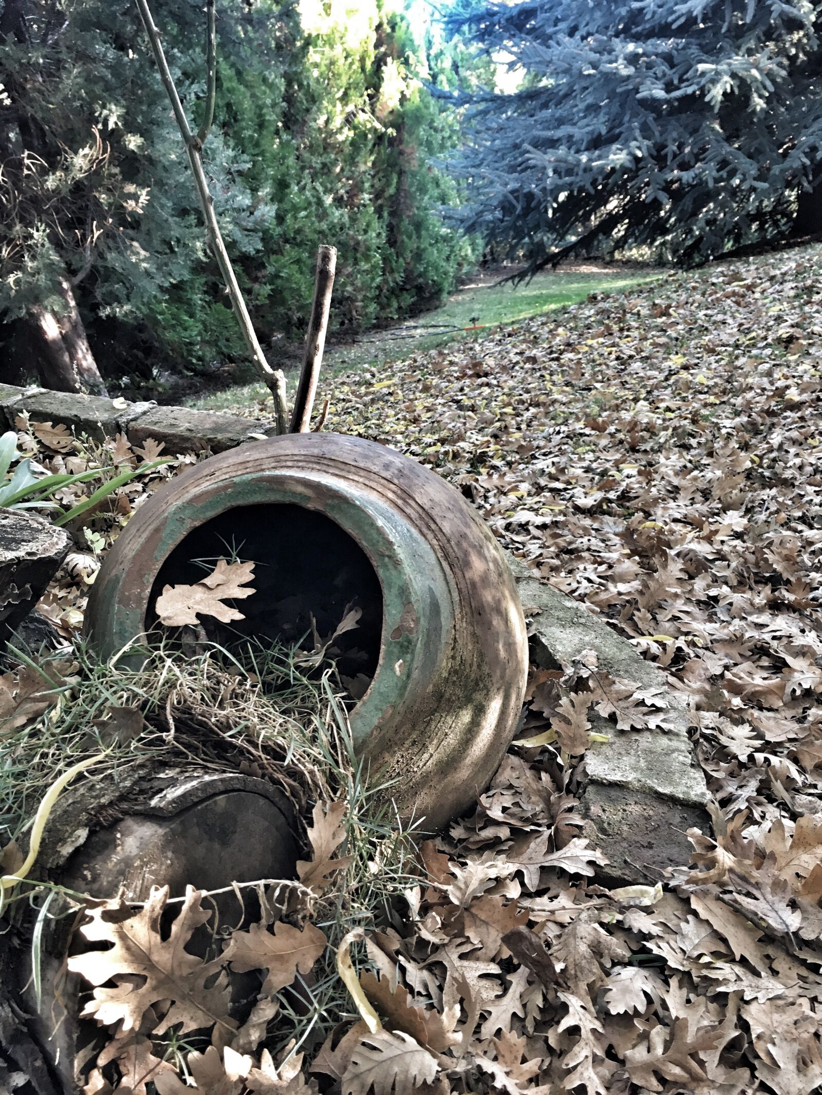 Apple iPhone 6s sample photo. Autumn, leaves, nature photography