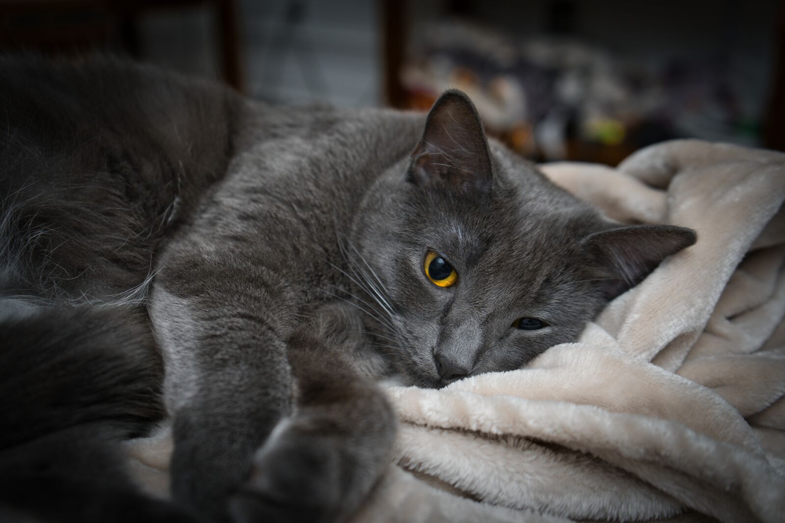 Sony a7 III sample photo. Grey, kitten, cat photography