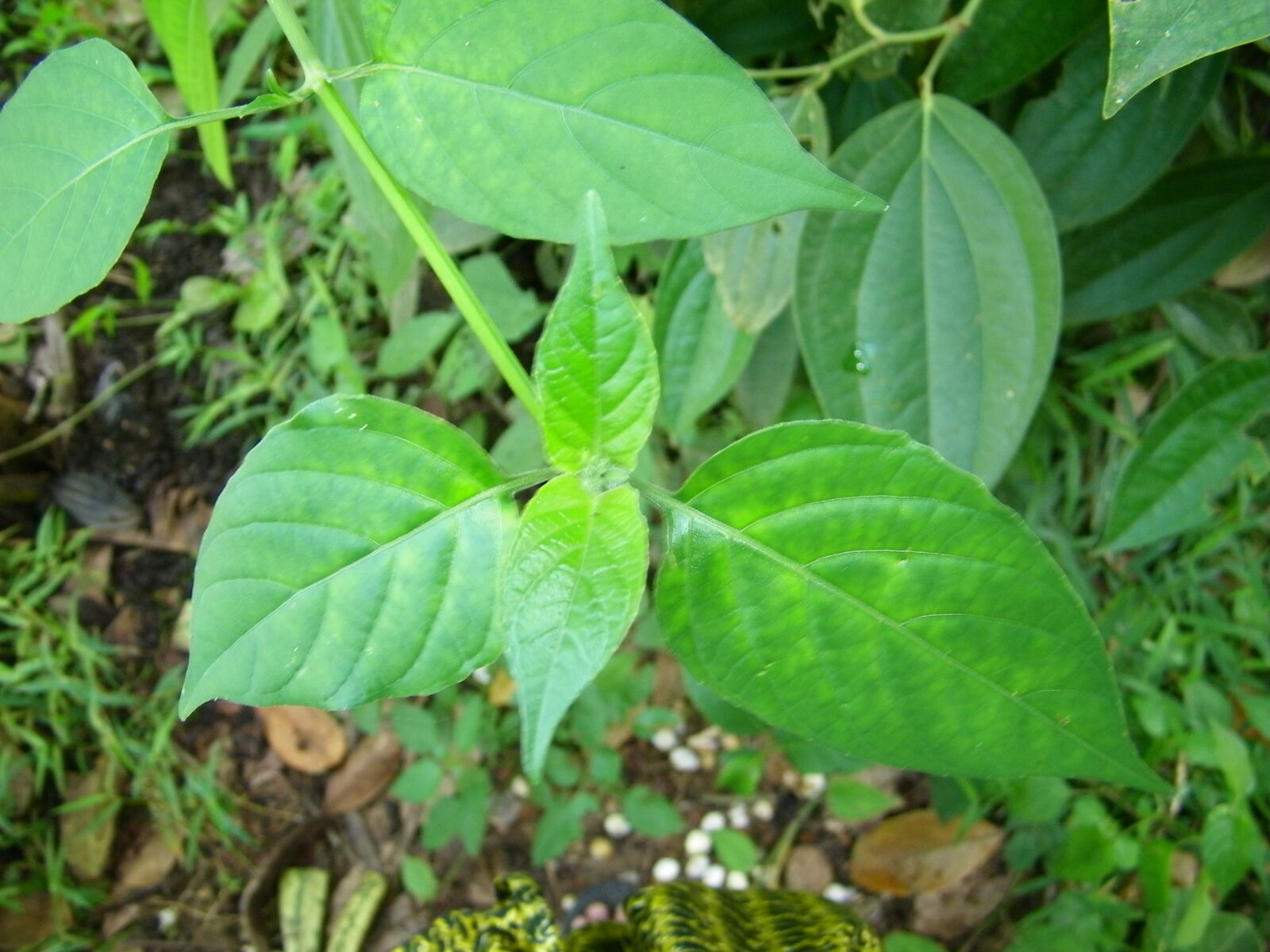 Kodak EASYSHARE Z1015 IS DIGITAL CAMERA sample photo. Green, plant photography