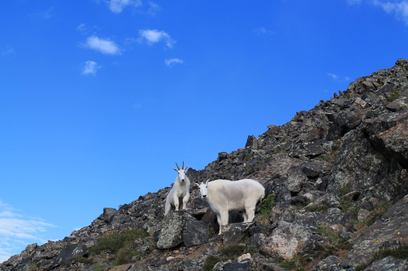 Canon EOS 1100D (EOS Rebel T3 / EOS Kiss X50) sample photo. Mountain goats, animals, colorado photography