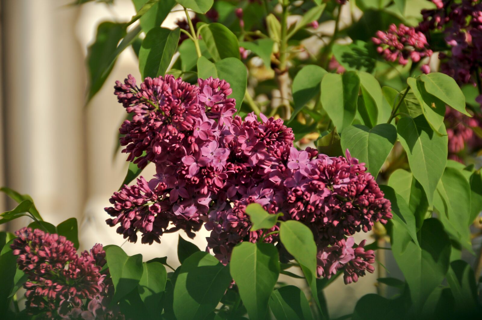 Nikon D300 sample photo. Lilac, purple, purple flower photography