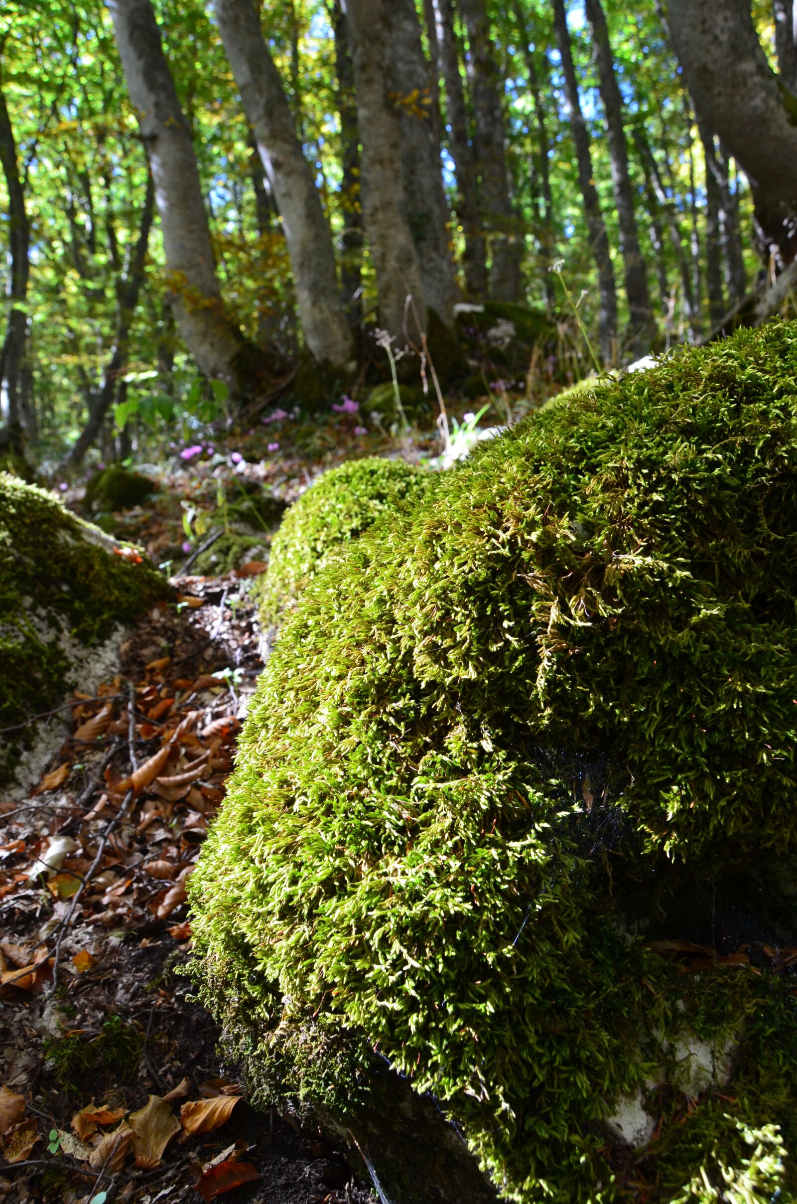 Nikon D5100 sample photo. Moss, underwood, green photography