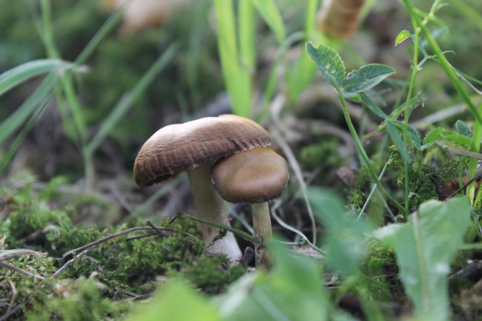 Canon EOS 600D (Rebel EOS T3i / EOS Kiss X5) sample photo. Mushroom, grass, natural photography