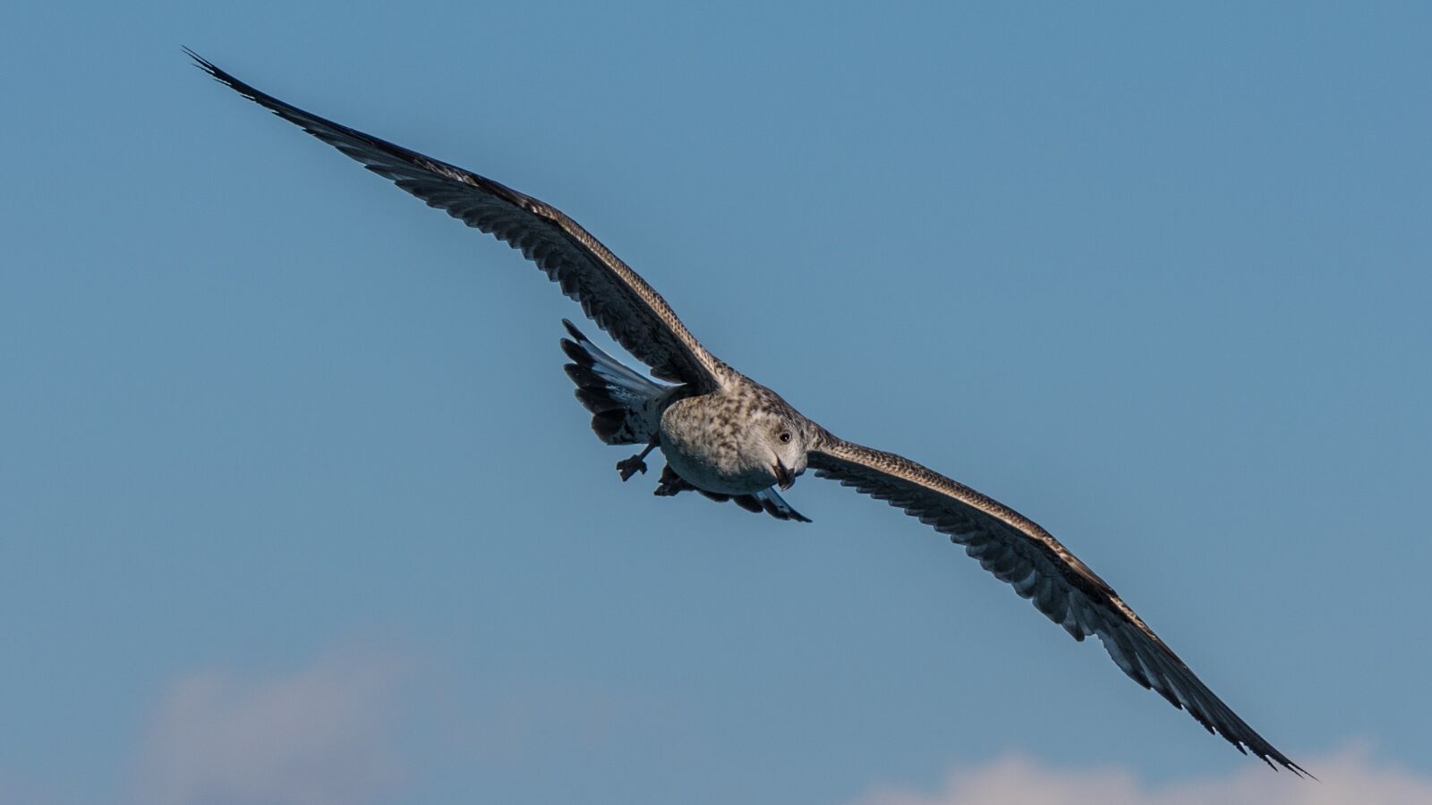 Nikon D500 sample photo. Bird, nature, wing photography