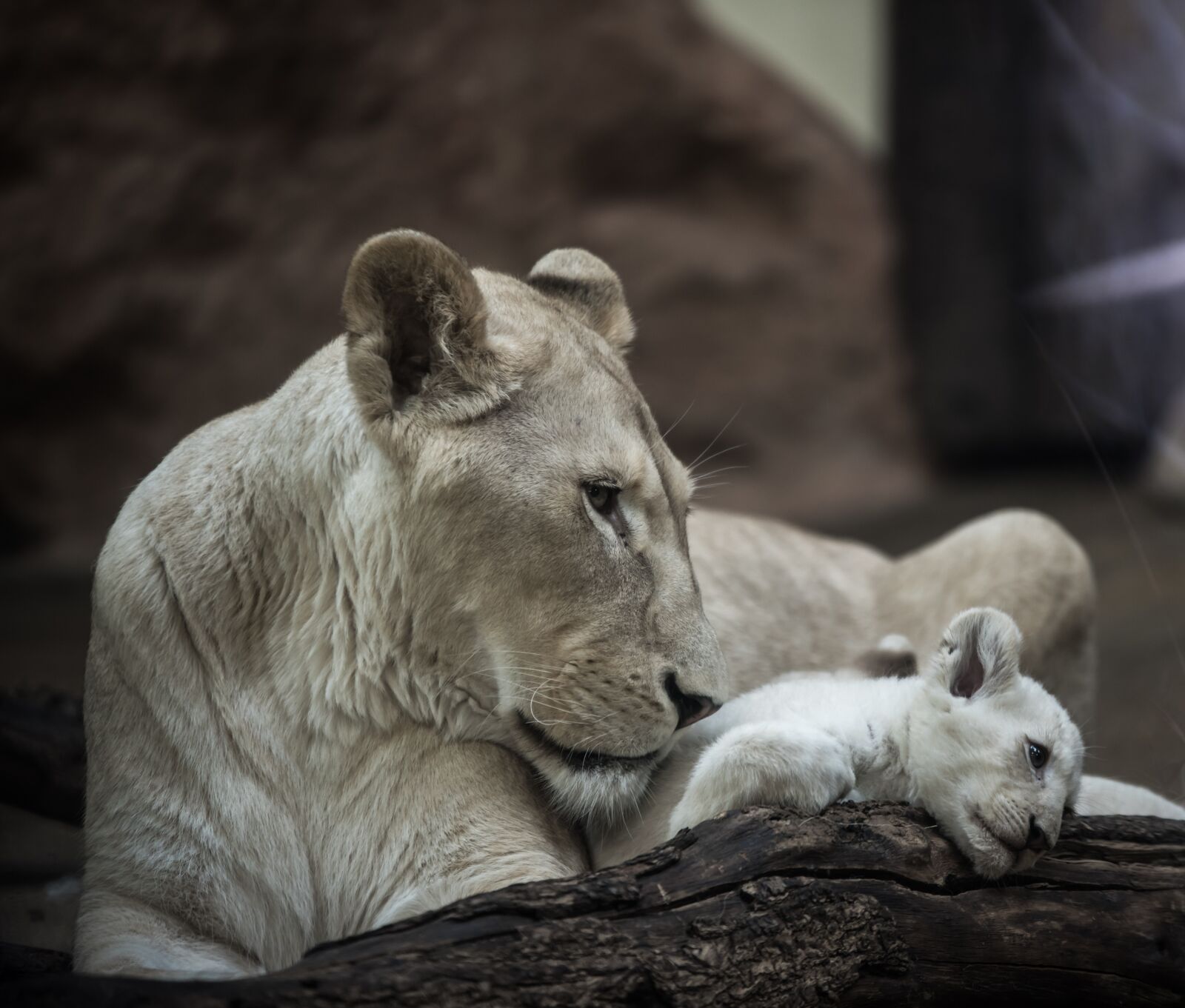 Nikon D750 sample photo. Lion, white lion, lioness photography