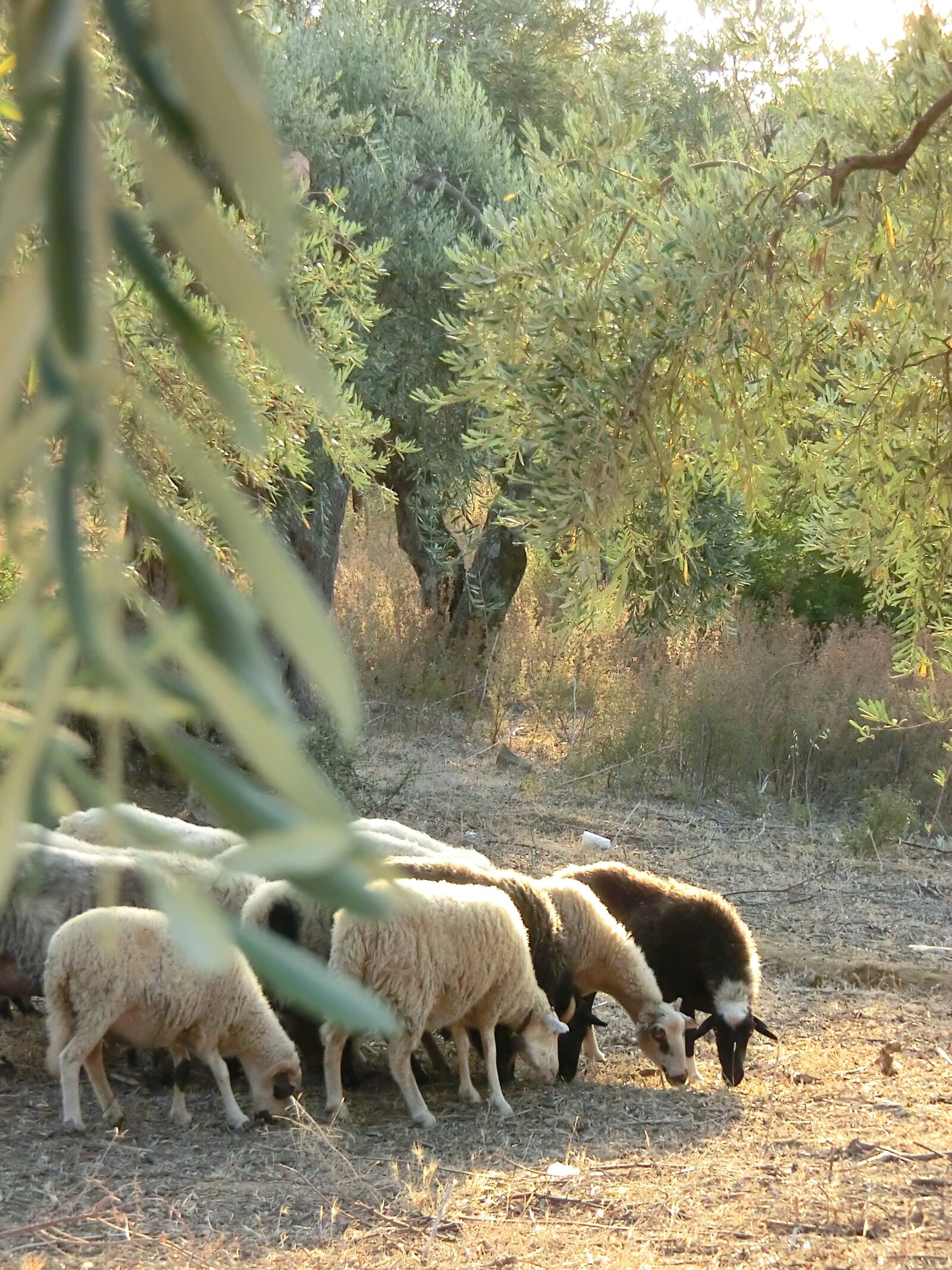 CASIO EX-H30 sample photo. Greece, sheep, island photography