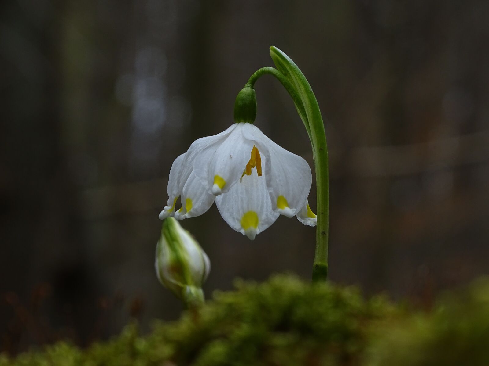 Sony Cyber-shot DSC-HX400V sample photo. Snowflake, spring, white photography