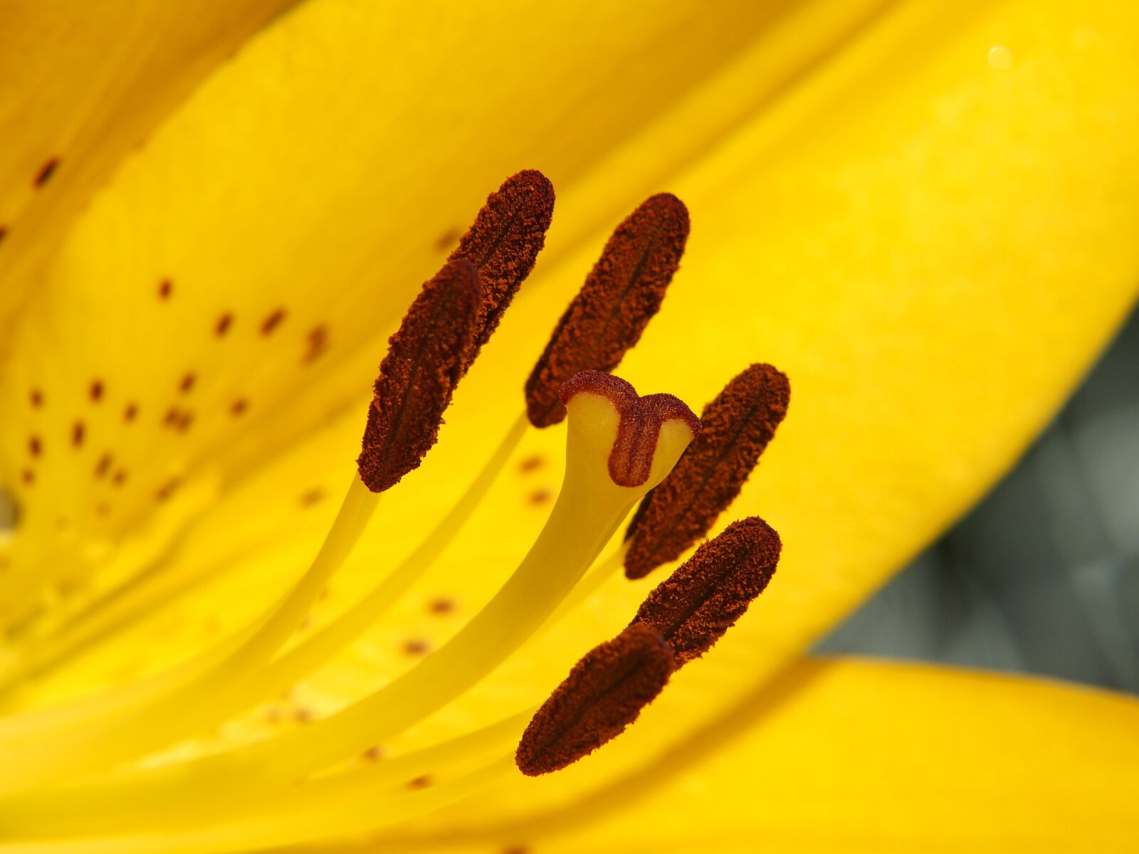 Olympus PEN E-PL3 sample photo. Lily, yellow, blossom photography