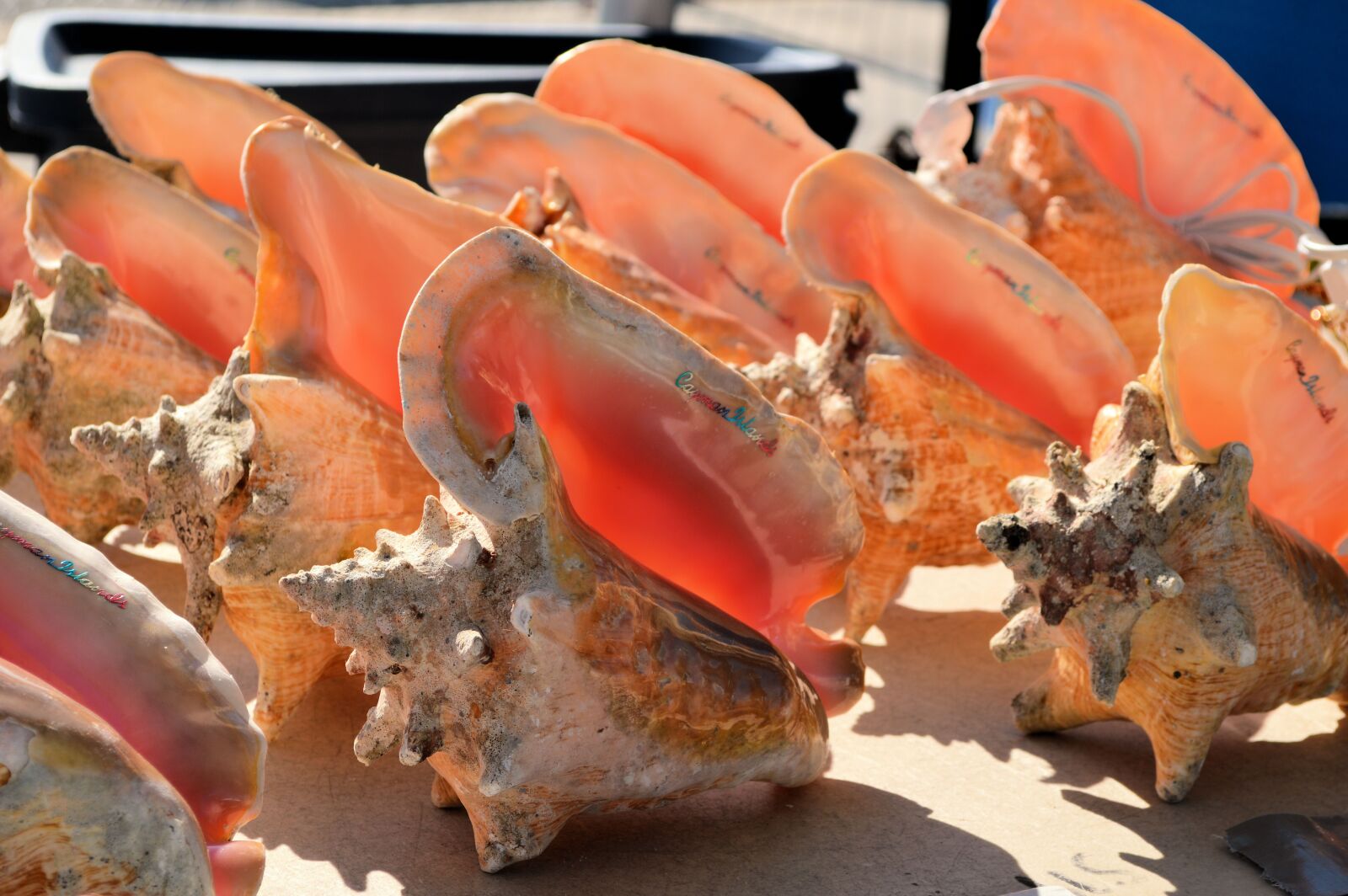 Nikon D3200 sample photo. Shell, grand cayman, beach photography