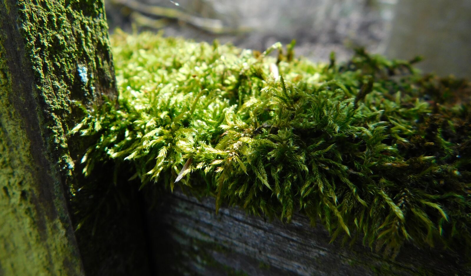 Nikon Coolpix L840 sample photo. Moss, fence, wood fence photography