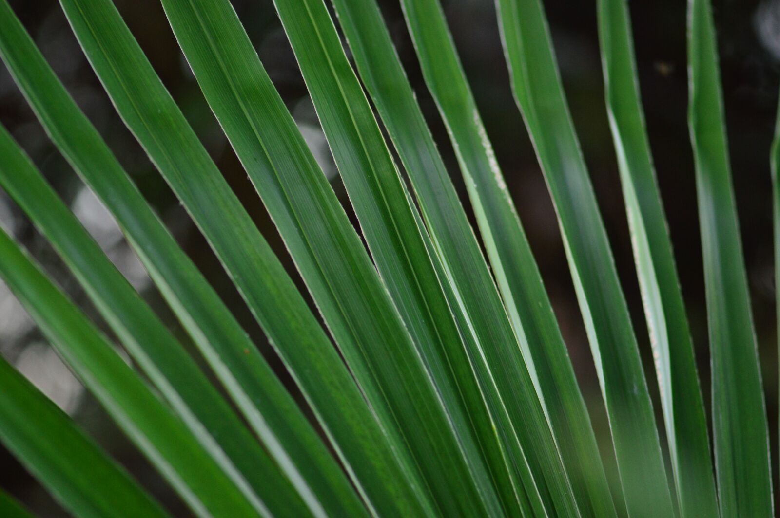 Nikon D3200 sample photo. Nature, patterns, leaf photography
