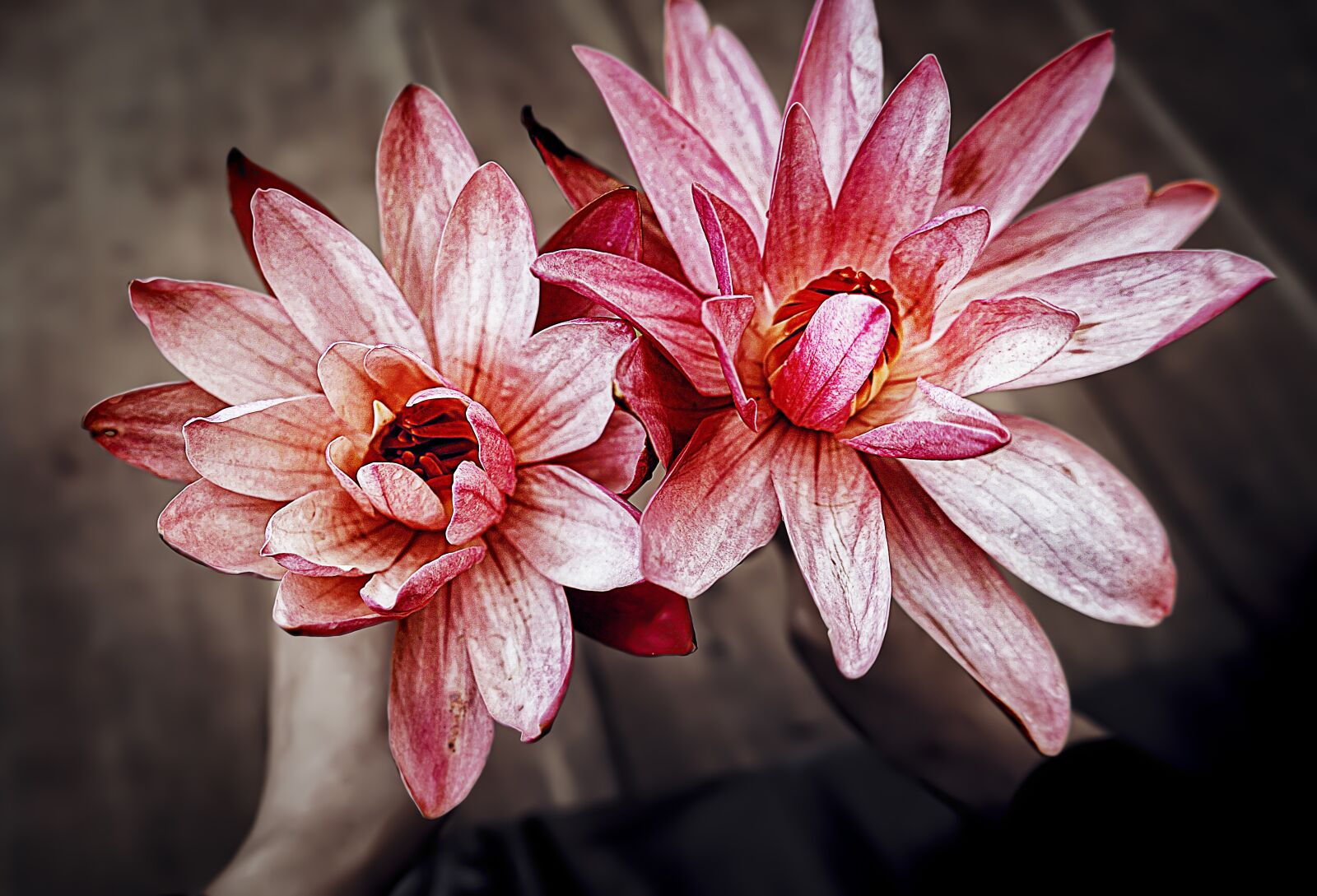 Sony a7 + Sony FE 28-70mm F3.5-5.6 OSS sample photo. Lotus, blossom, bloom photography