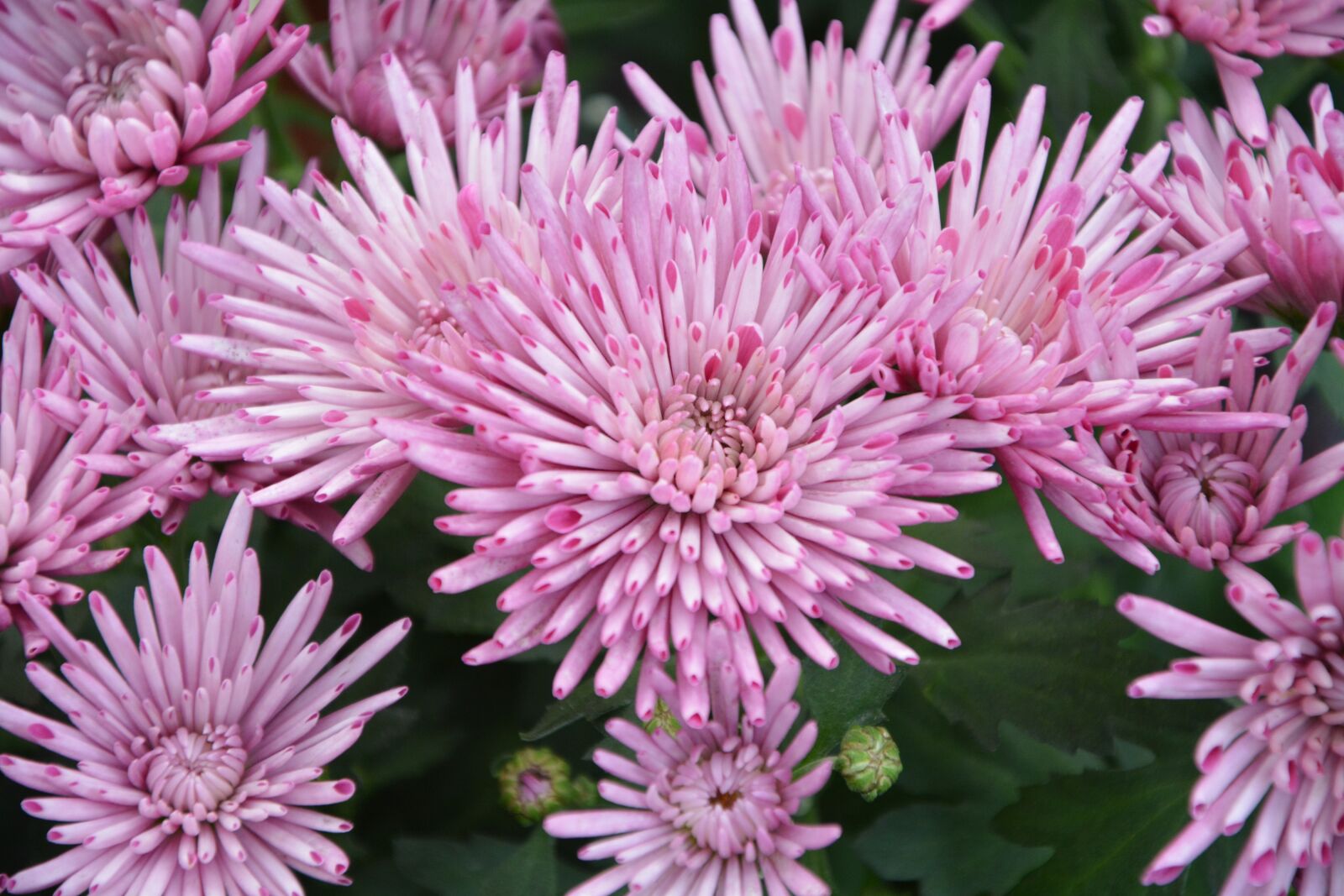 Nikon D5200 sample photo. Flowers, flowers pink color photography