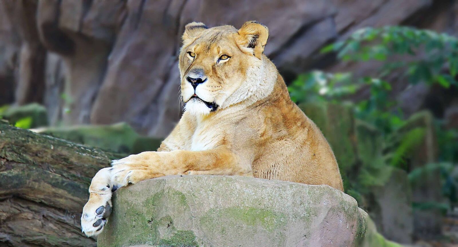 Canon EOS 550D (EOS Rebel T2i / EOS Kiss X4) sample photo. Lion, nature, wild cat photography