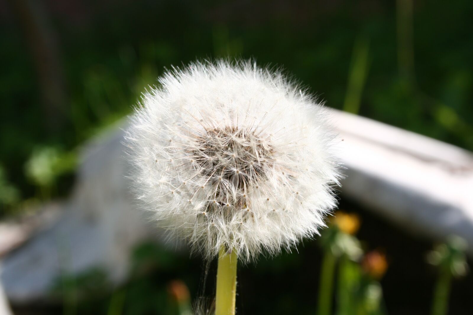 Canon EOS 400D (EOS Digital Rebel XTi / EOS Kiss Digital X) sample photo. Dandelion, nature, flower photography
