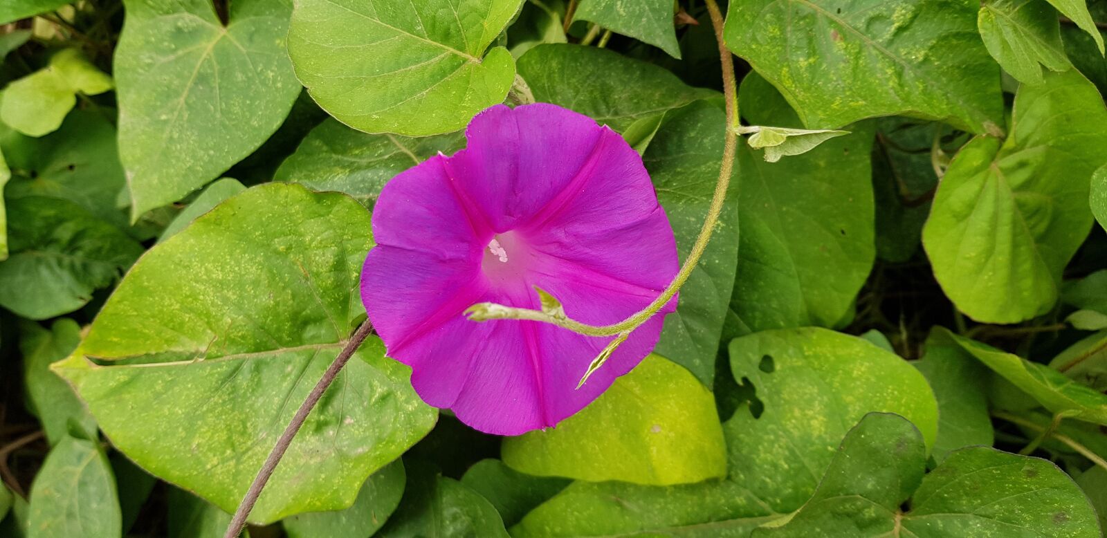 Samsung Galaxy S8 sample photo. Poppy, flower, purple photography