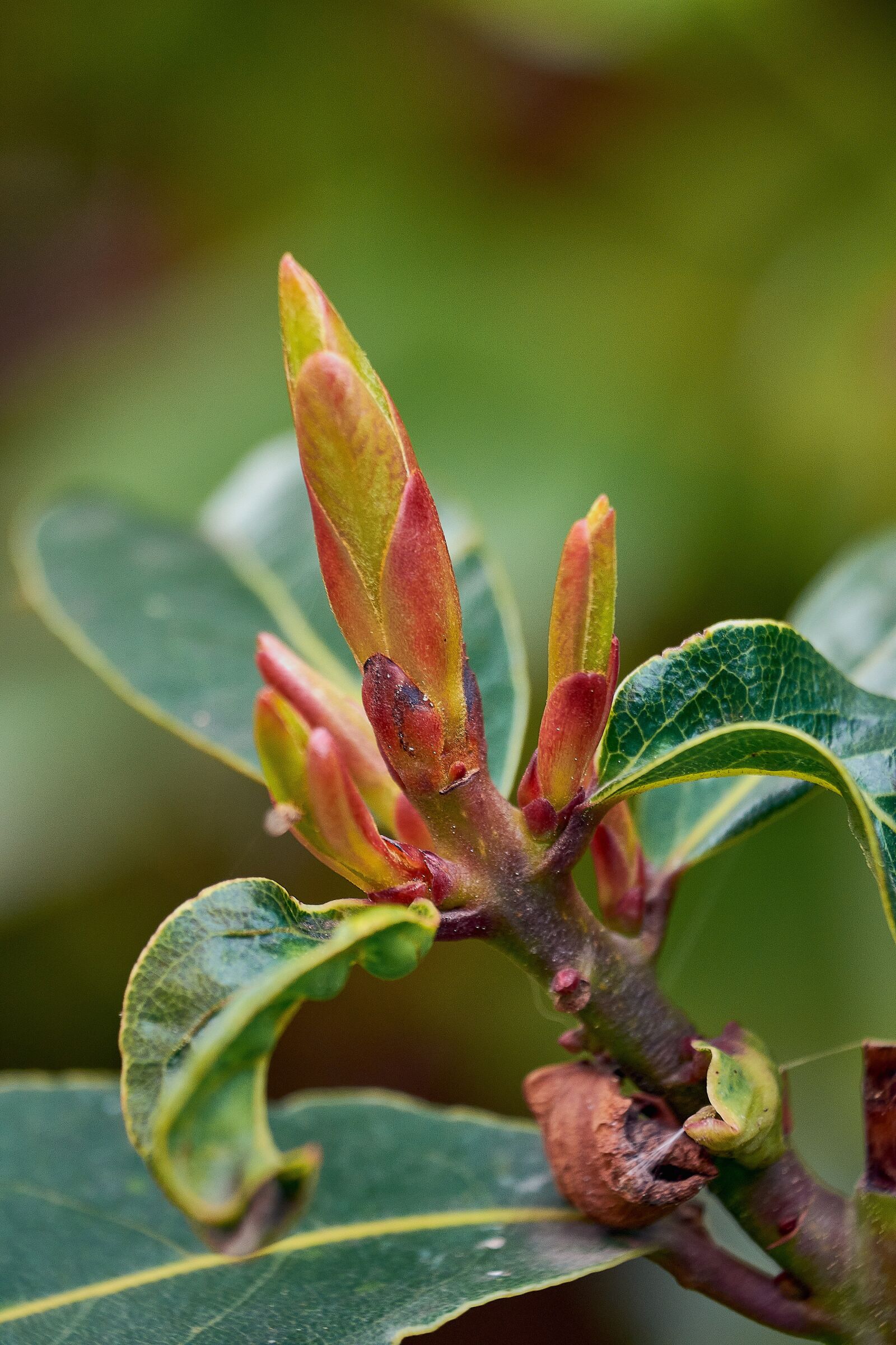 Nikon D7200 sample photo. Shoots spring, garden, flowering photography