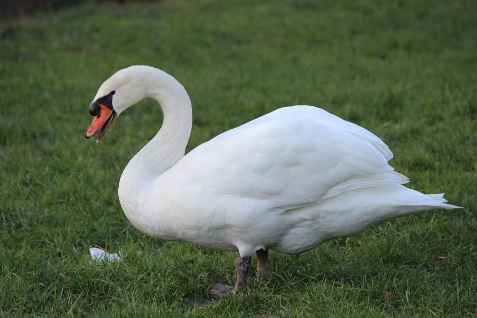 Canon EOS 600D (Rebel EOS T3i / EOS Kiss X5) sample photo. Bird, swan, nature photography