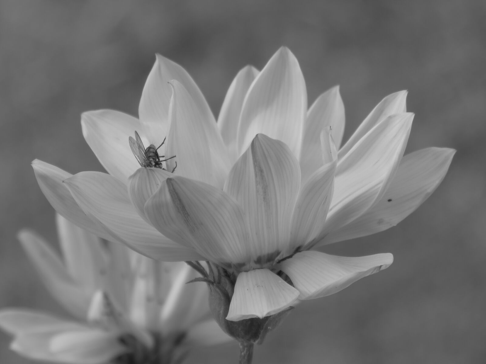 Canon PowerShot SX60 HS sample photo. Flower, daisy, calendula photography