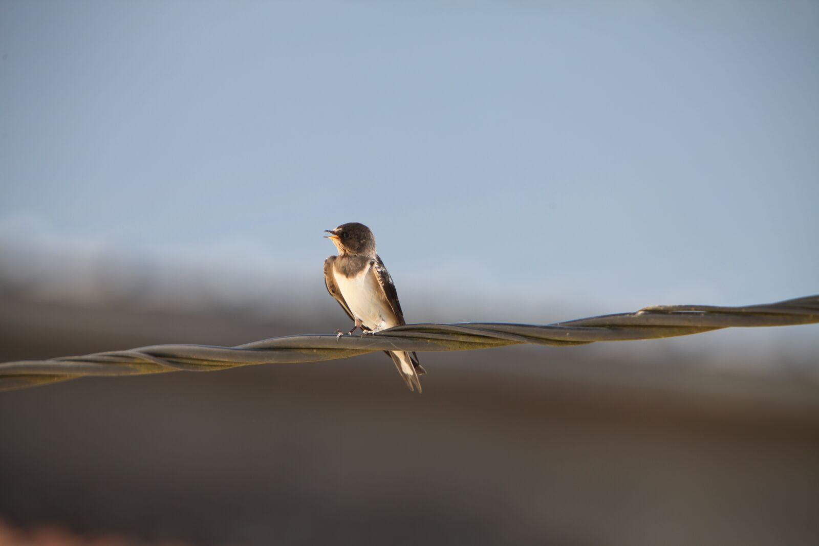 Canon EOS 5D Mark II sample photo. Bird, nature, outdoor photography