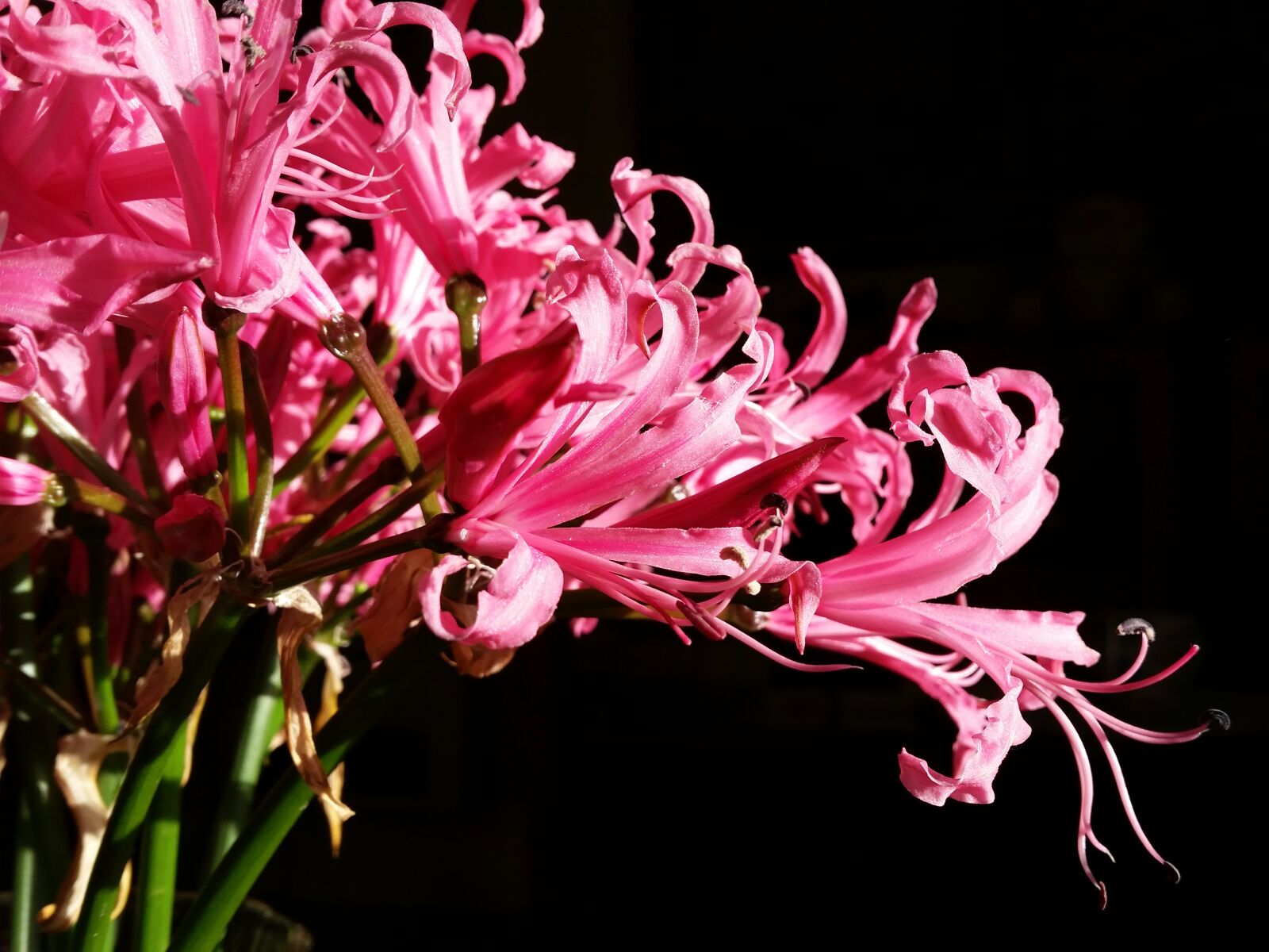 Samsung Galaxy S5 sample photo. Lillium, flowers, beauty photography