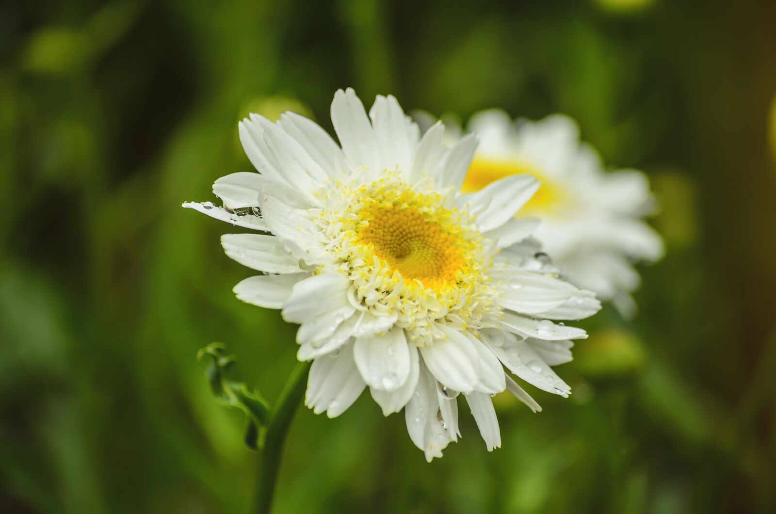 Nikon D5100 sample photo. White flower, spring, white photography