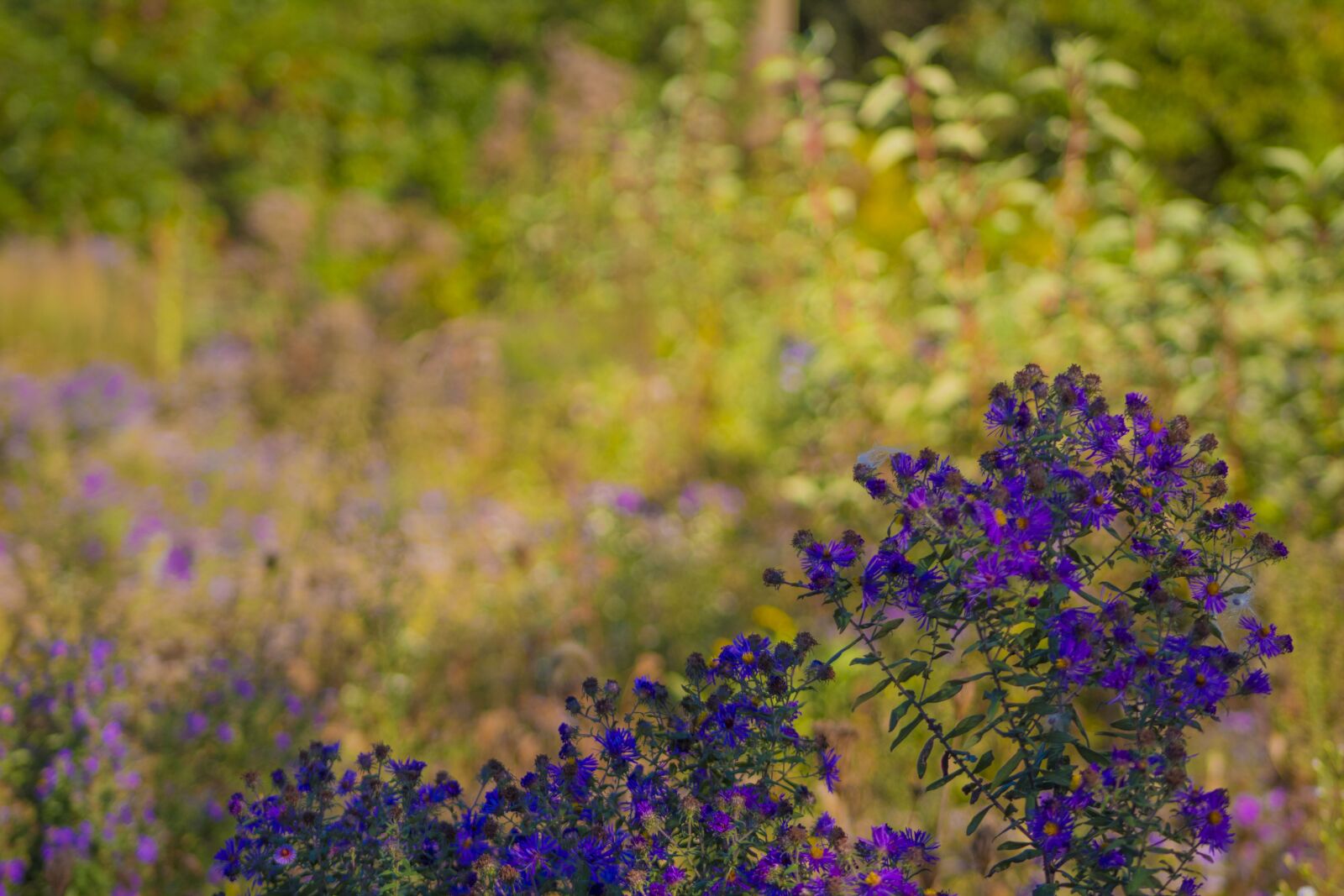 Canon EOS 1300D (EOS Rebel T6 / EOS Kiss X80) + Canon EF 75-300mm f/4-5.6 sample photo. Purple flowers, landscape, floral photography